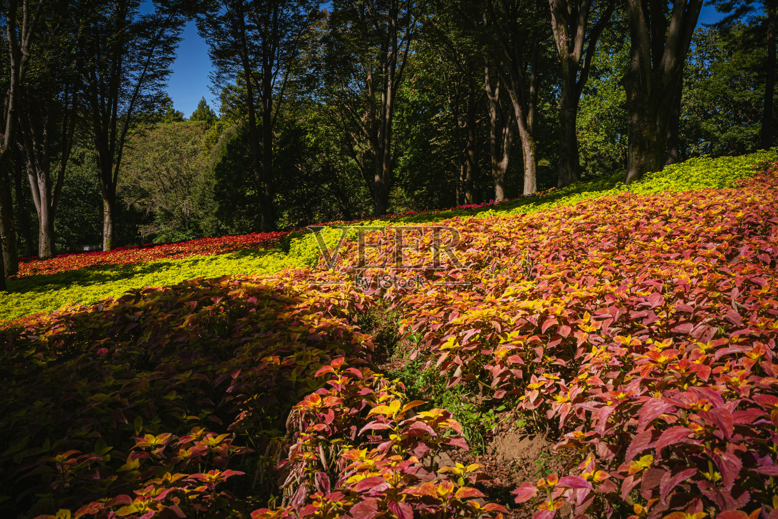 2023年10月，秋天在公园里盛开的彩色花朵照片摄影图片