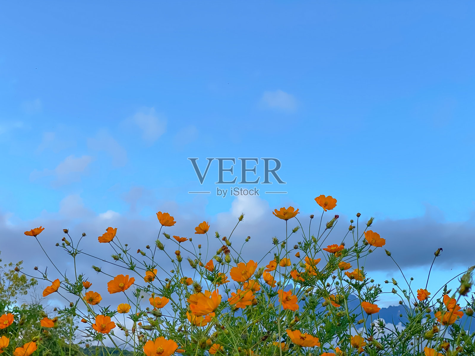 自然植物照片摄影图片