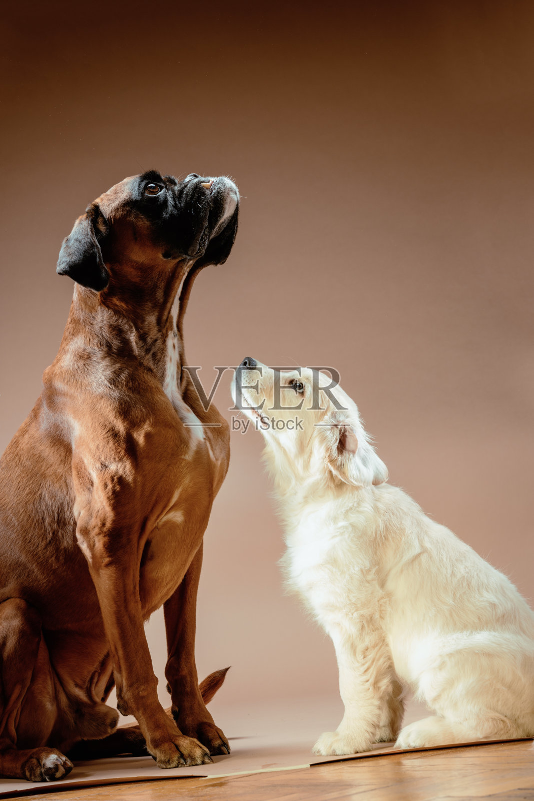 可爱的金毛猎犬小狗信任地看着成熟的拳师犬。照片摄影图片