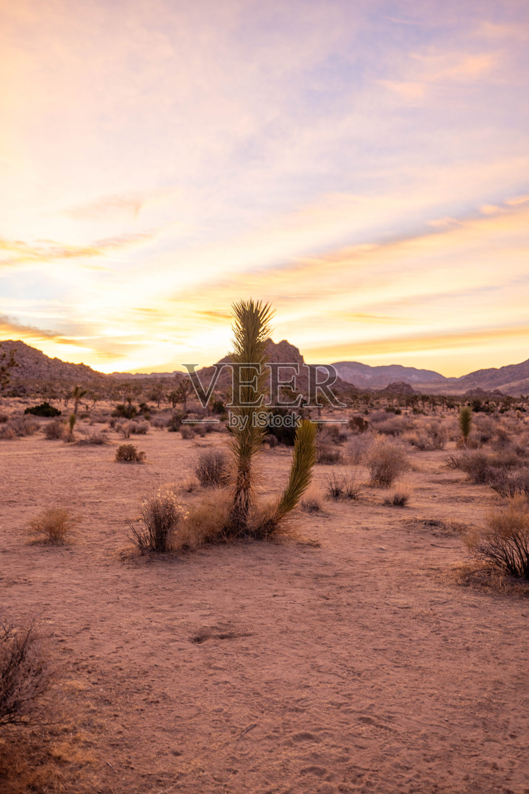 日落宁静:约书亚树的沙漠景观沐浴在宁静的晚霞照片摄影图片