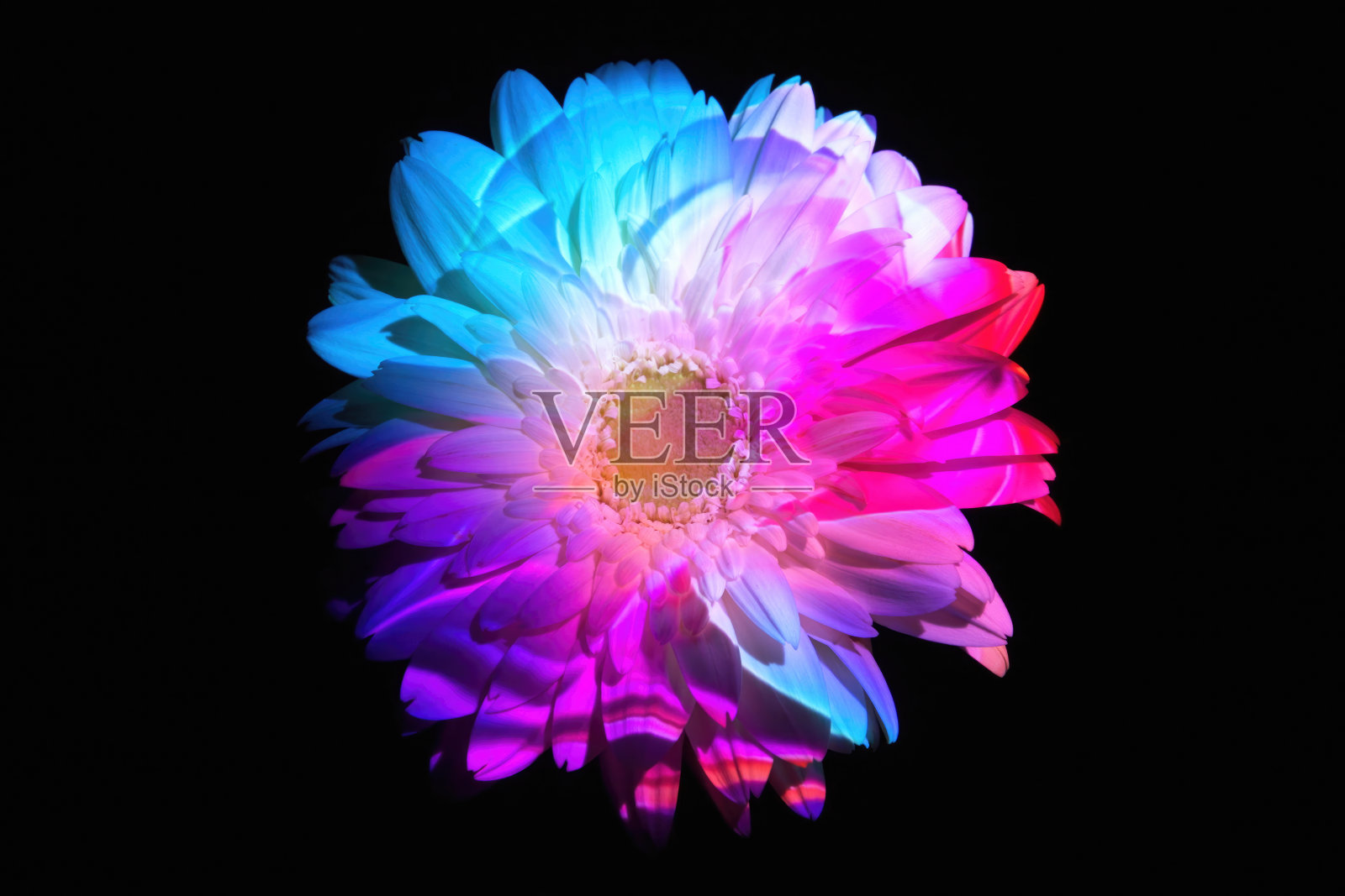 非洲菊上的抽象彩灯照片摄影图片