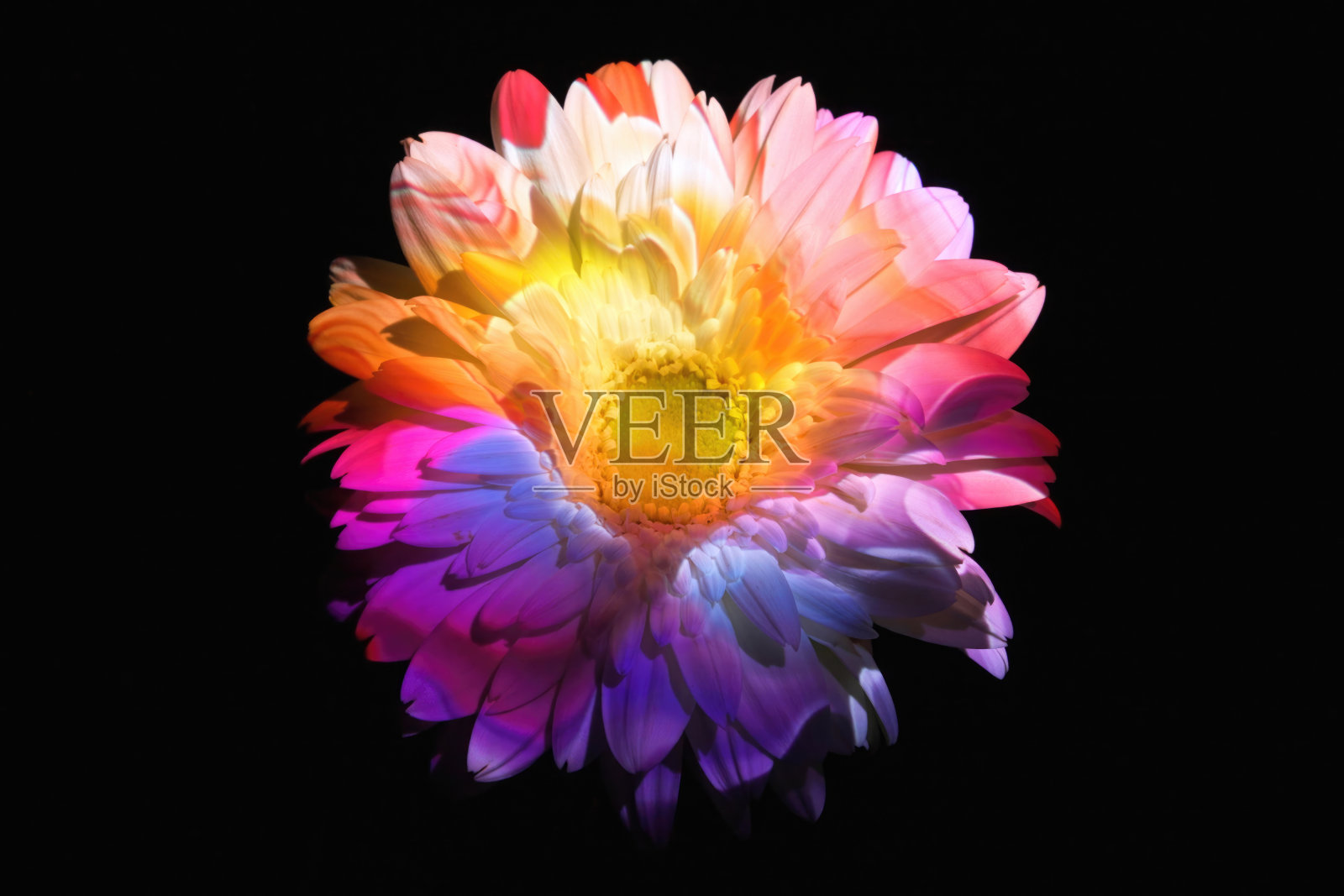 非洲菊上的抽象彩灯照片摄影图片