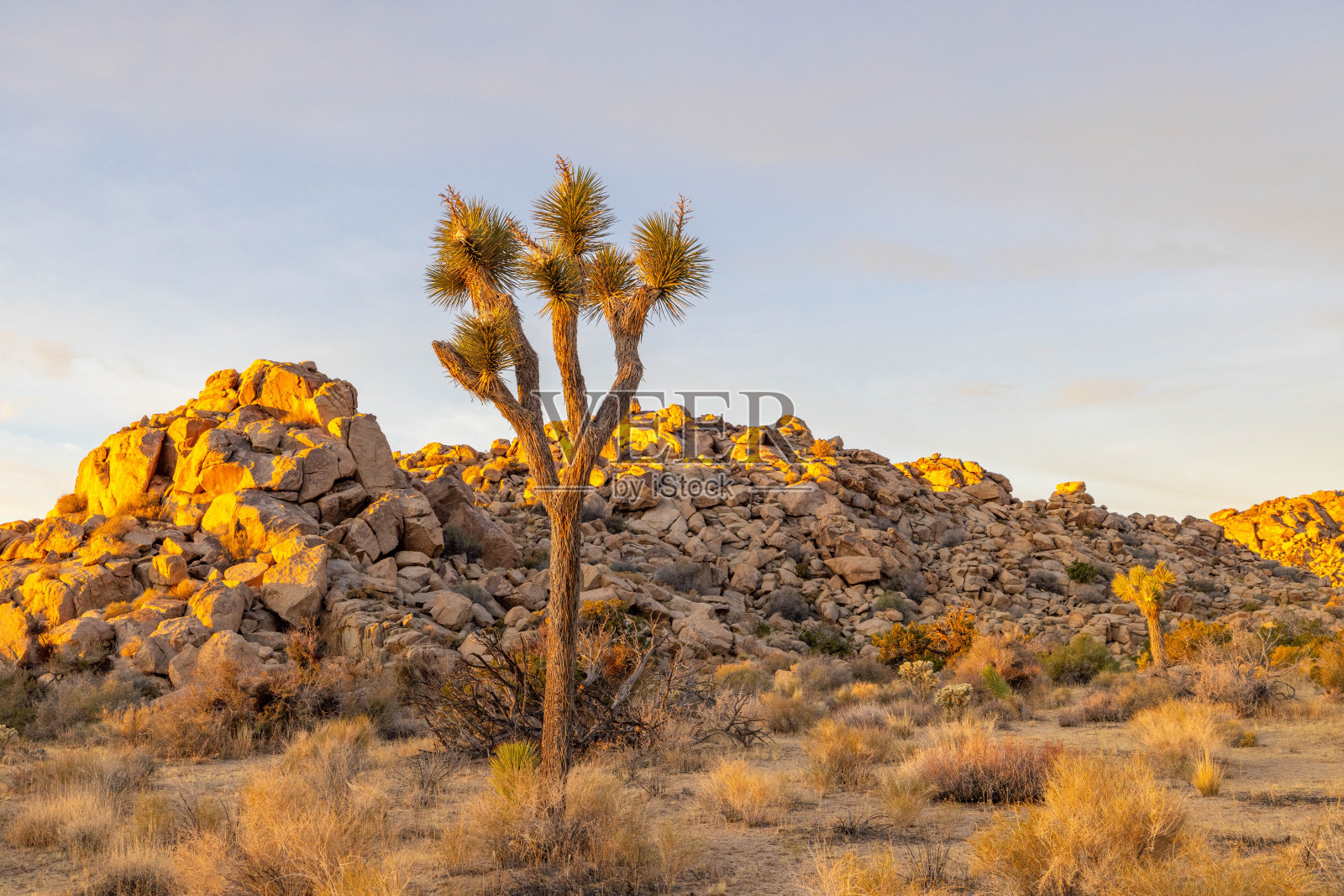 日落宁静:约书亚树的沙漠景观沐浴在宁静的晚霞照片摄影图片