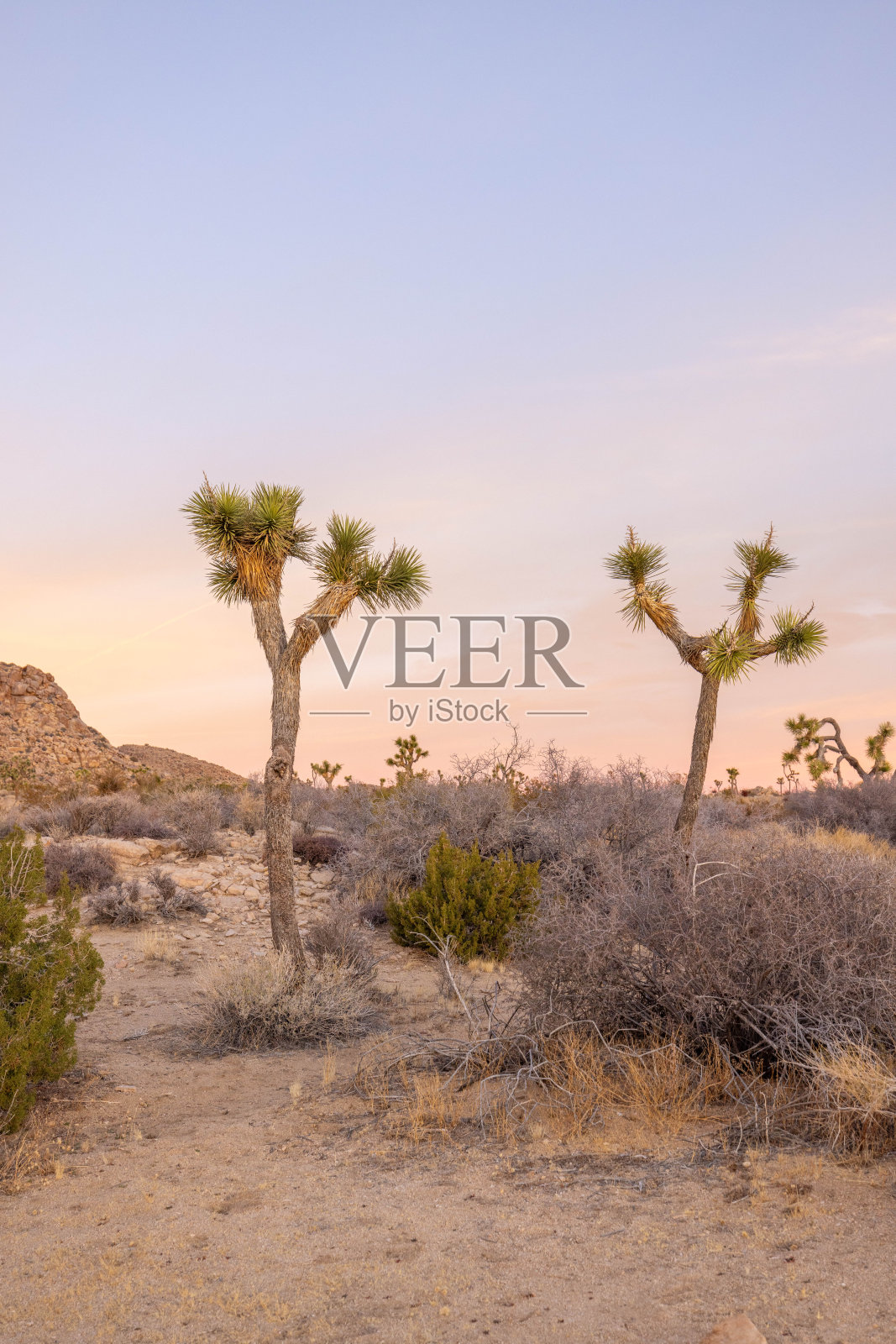 日落宁静:约书亚树的沙漠景观沐浴在宁静的晚霞照片摄影图片