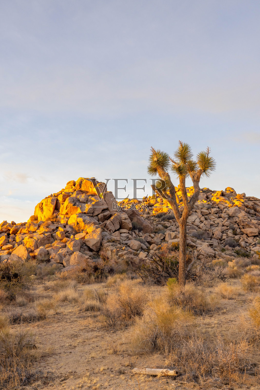 日落宁静:约书亚树的沙漠景观沐浴在宁静的晚霞照片摄影图片