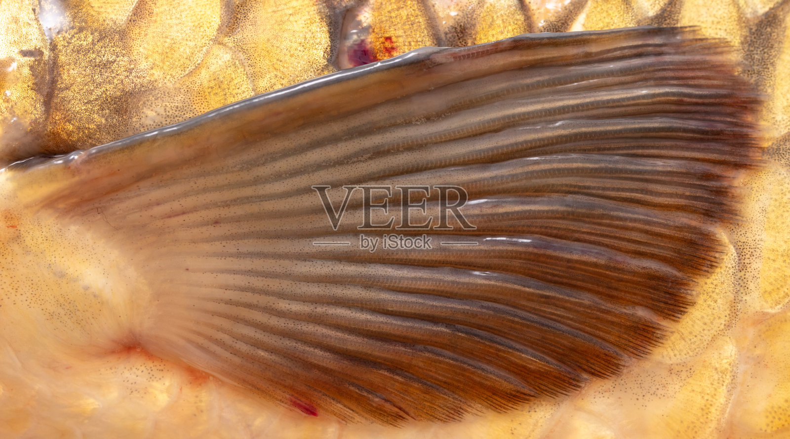 鱼鳍的特写镜头照片摄影图片