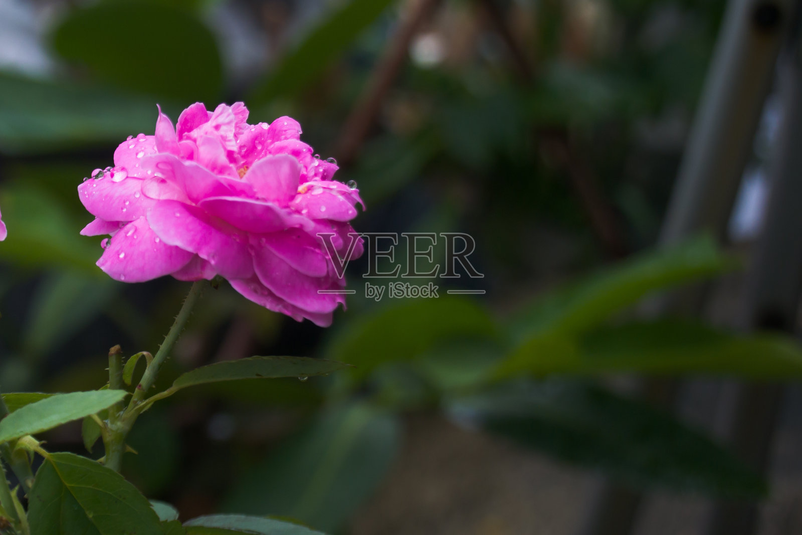 被雨淋过的红玫瑰照片摄影图片