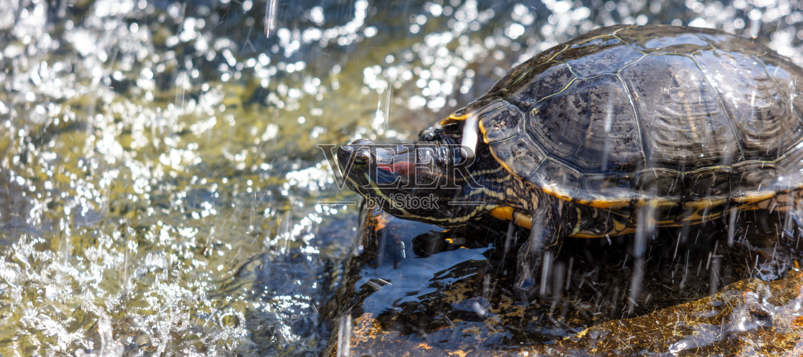 乌龟在湖里溅水照片摄影图片