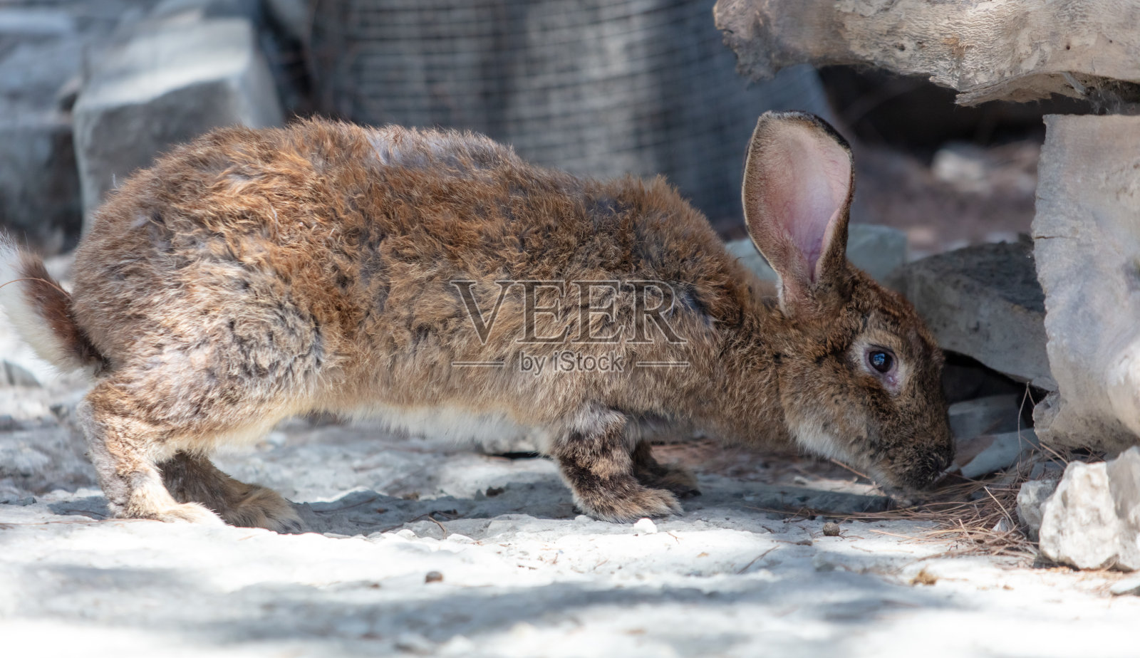 一只兔子在农场上走着照片摄影图片