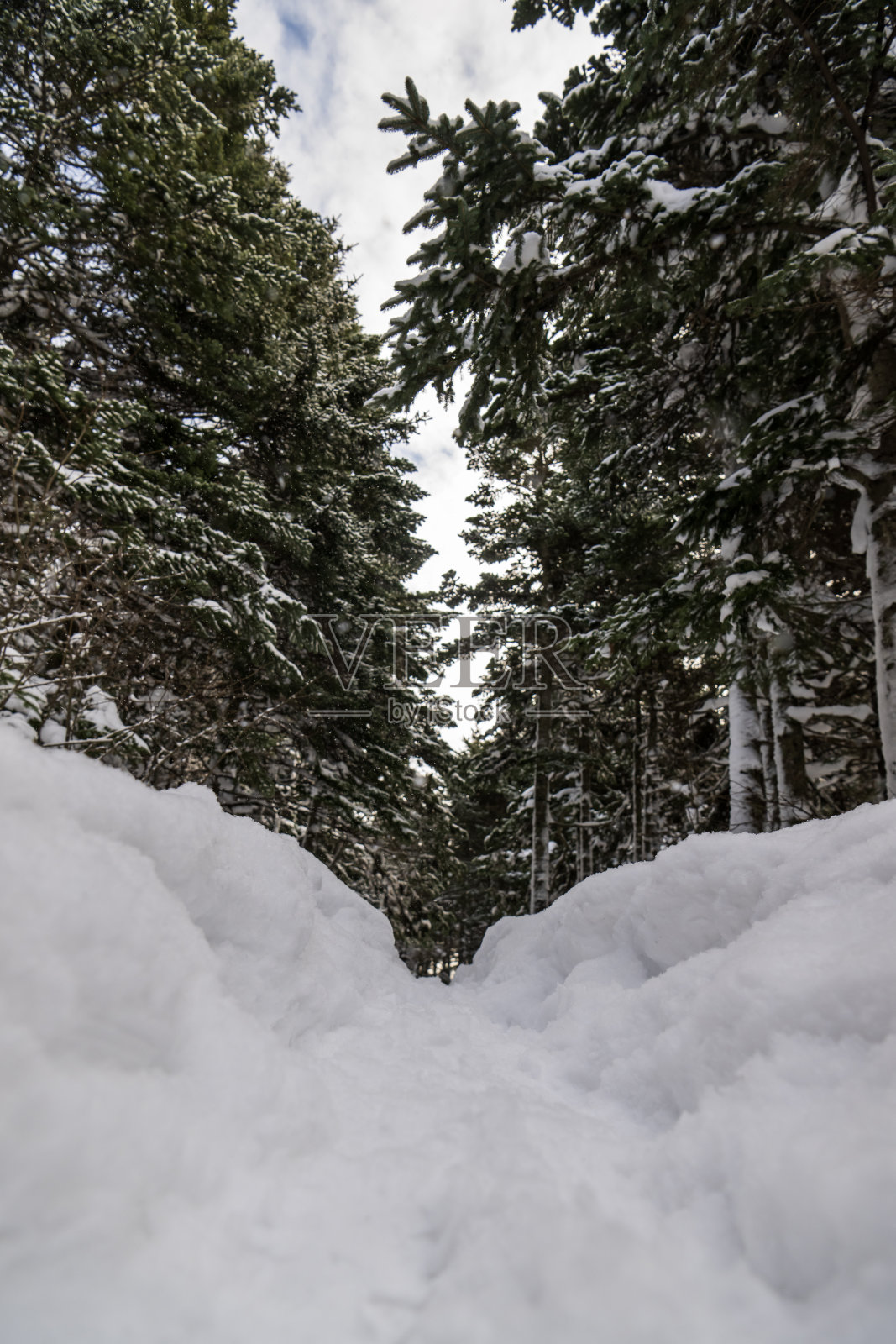 冬天的雪林照片摄影图片