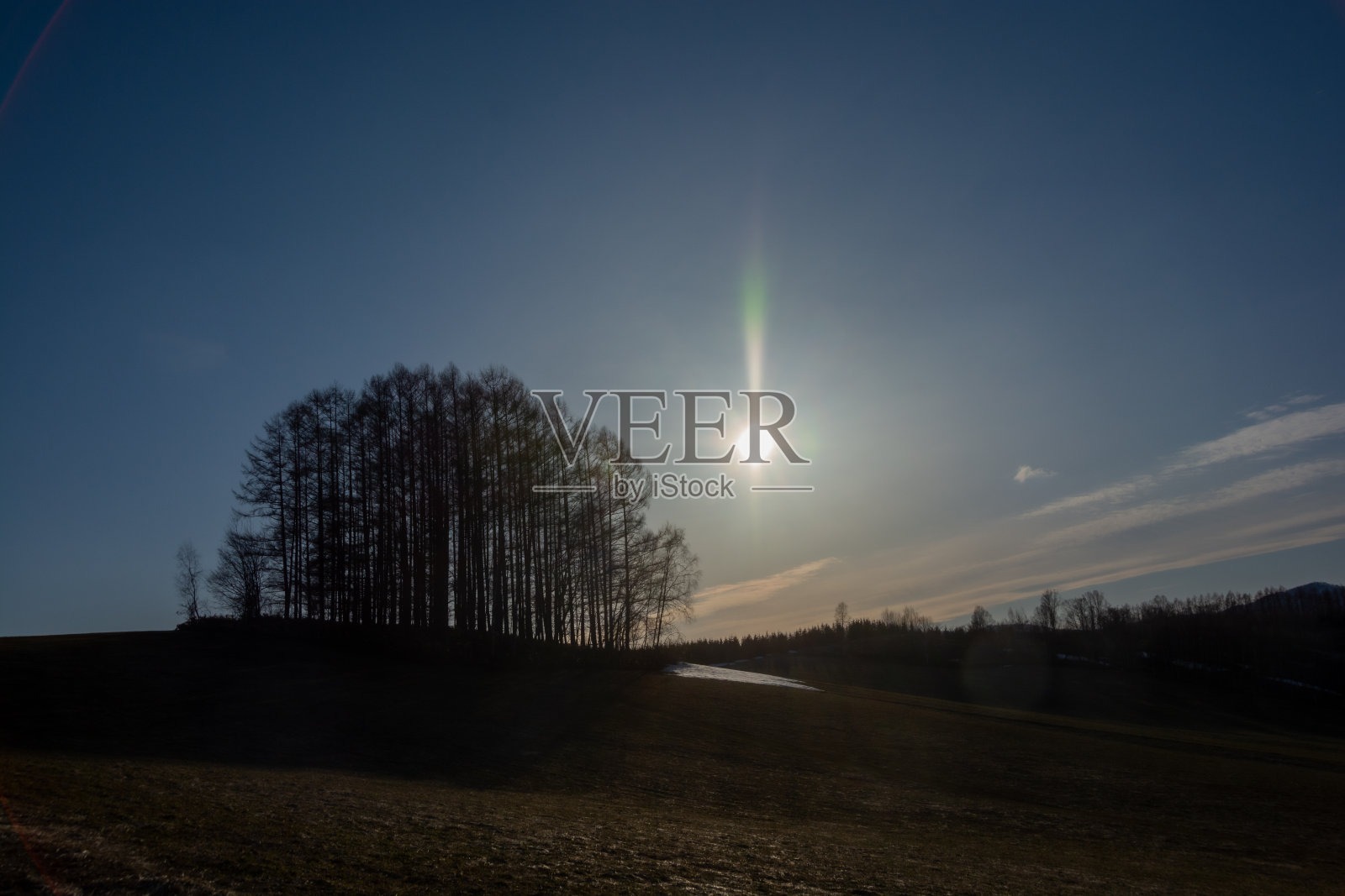 春天黄昏时山上的落叶松林照片摄影图片