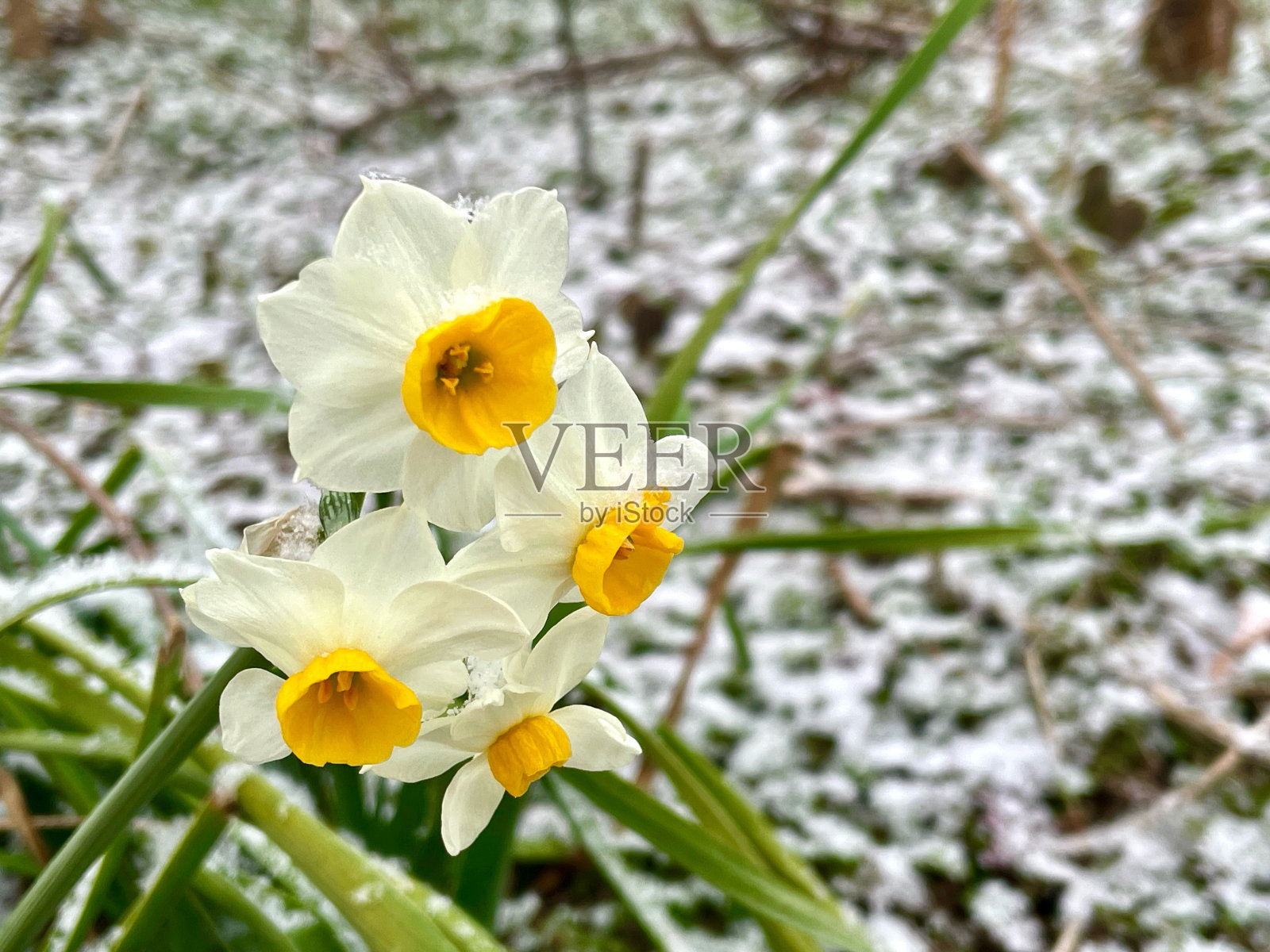 冬天盛开的花照片摄影图片