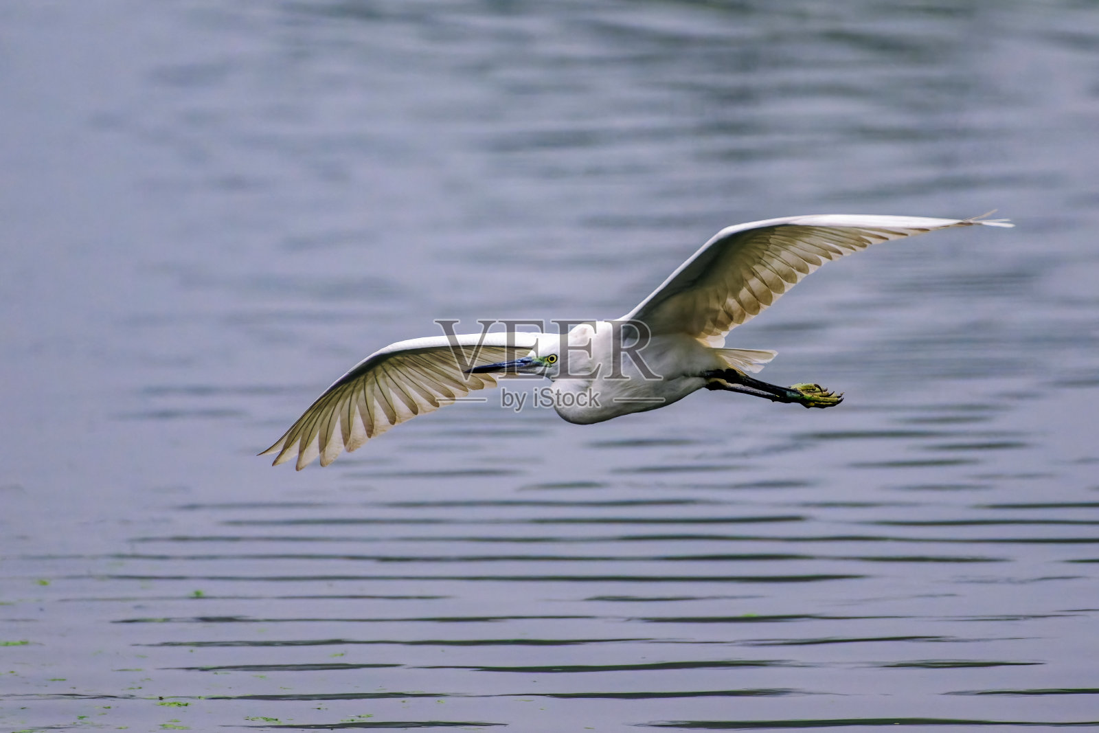 雄伟的白鹭优雅地翱翔在宁静的水面上，在郁郁葱葱的森林岸边滑翔照片摄影图片