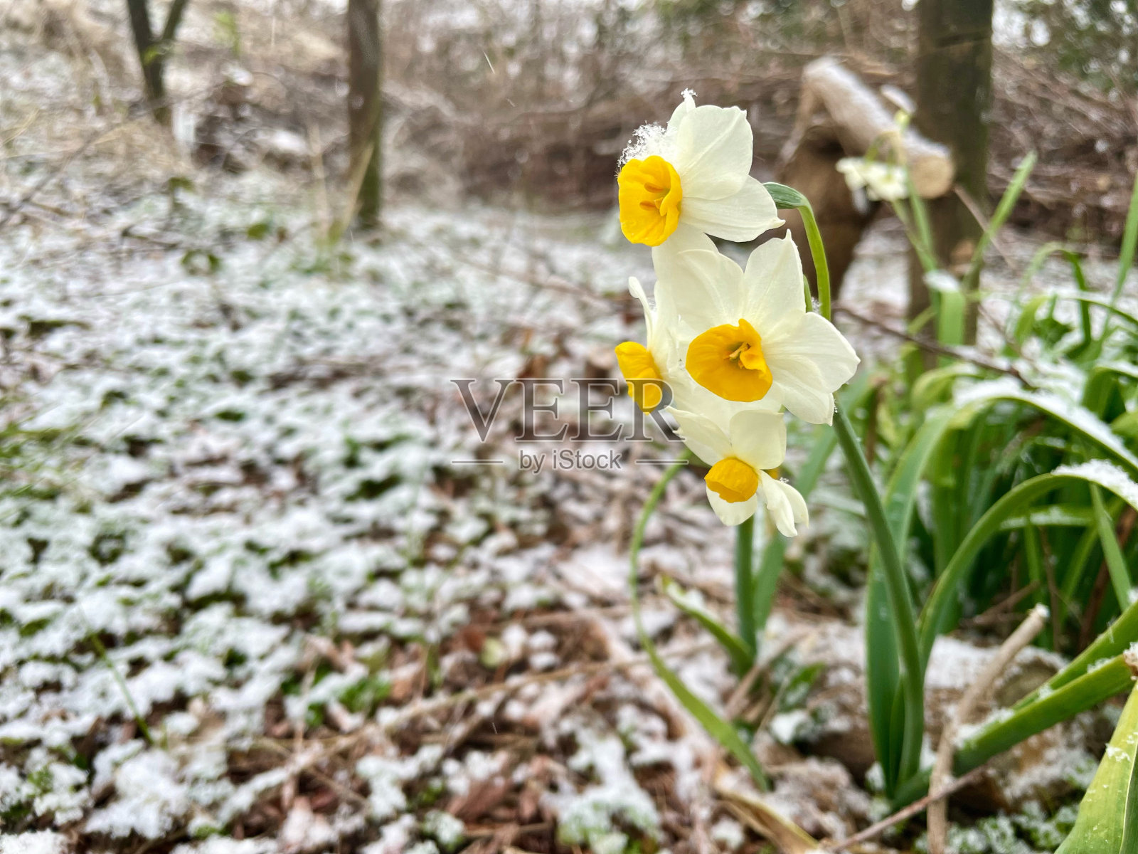 冬天盛开的花照片摄影图片