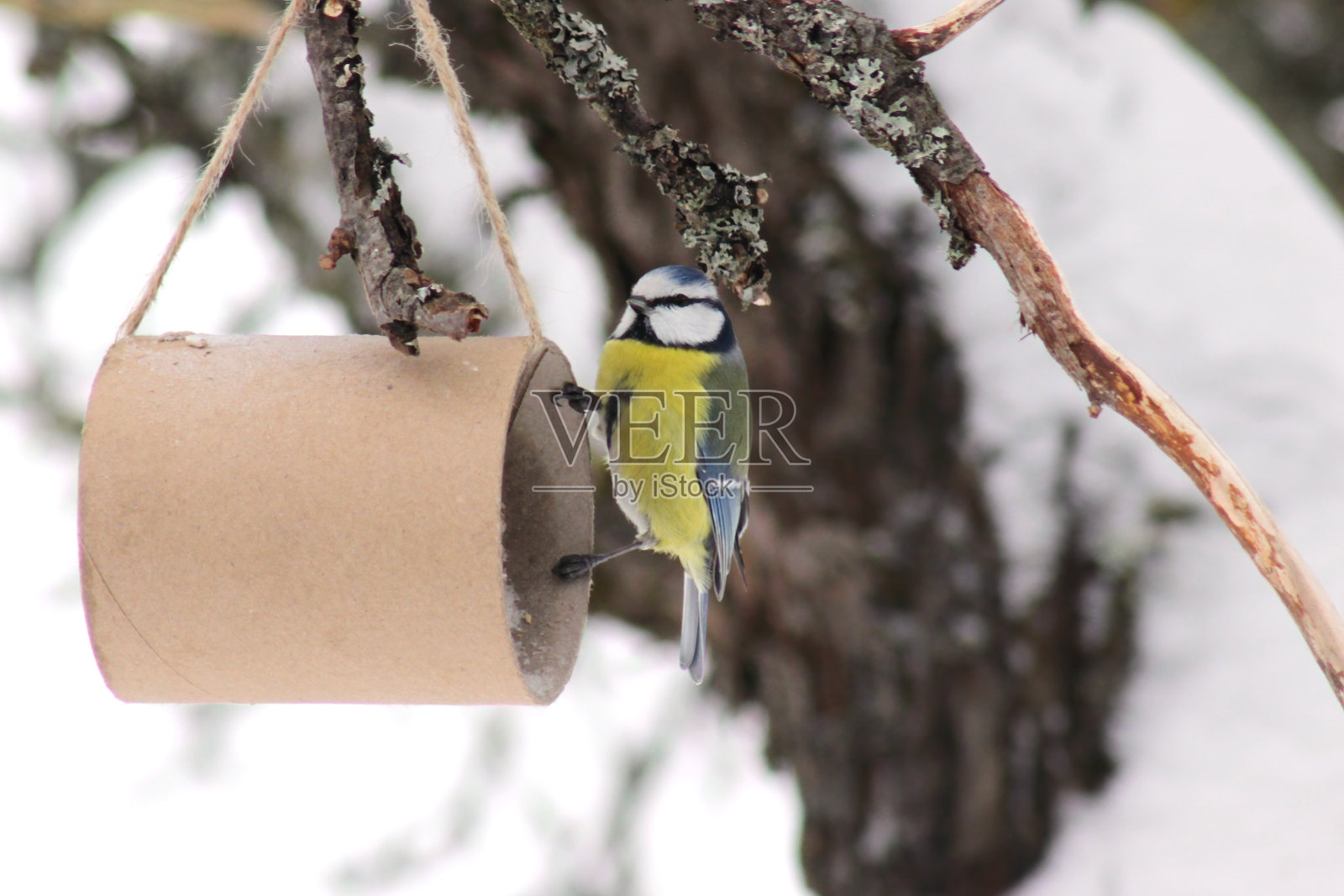 蓝色山雀特写，冬天的时候照片摄影图片