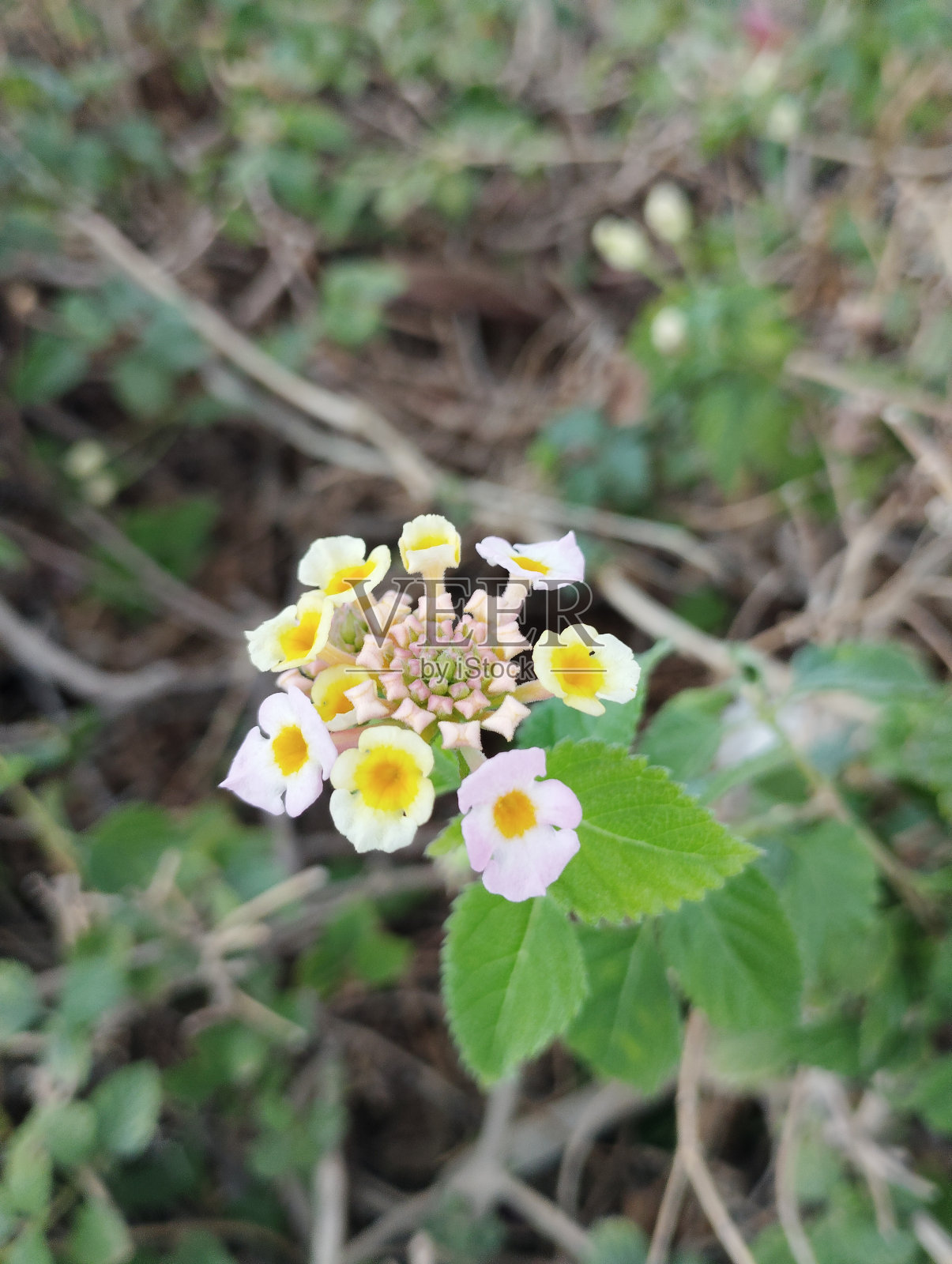 美丽的花朵照片摄影图片