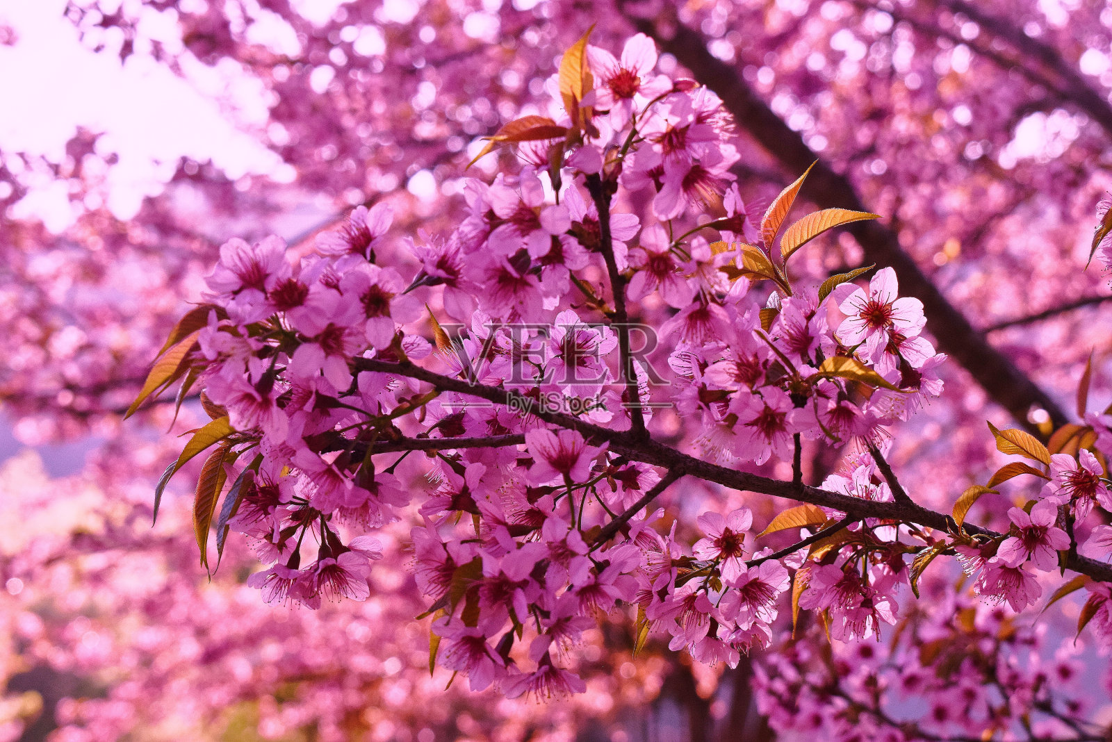 樱花照片摄影图片