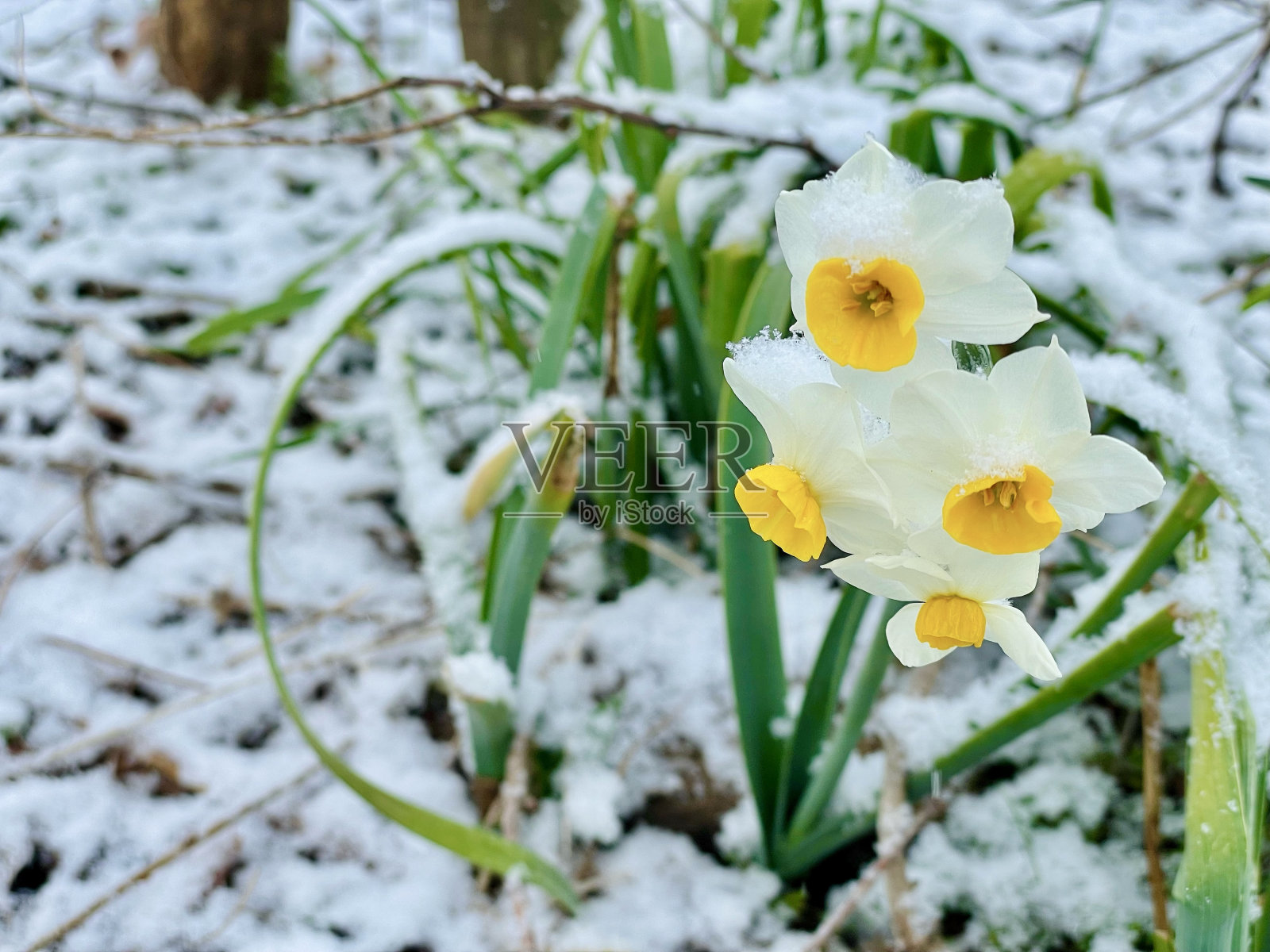 冬天盛开的花照片摄影图片