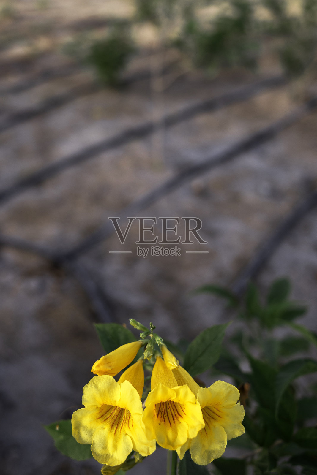 黄色的百合花盛开在肥沃的土壤中央照片摄影图片