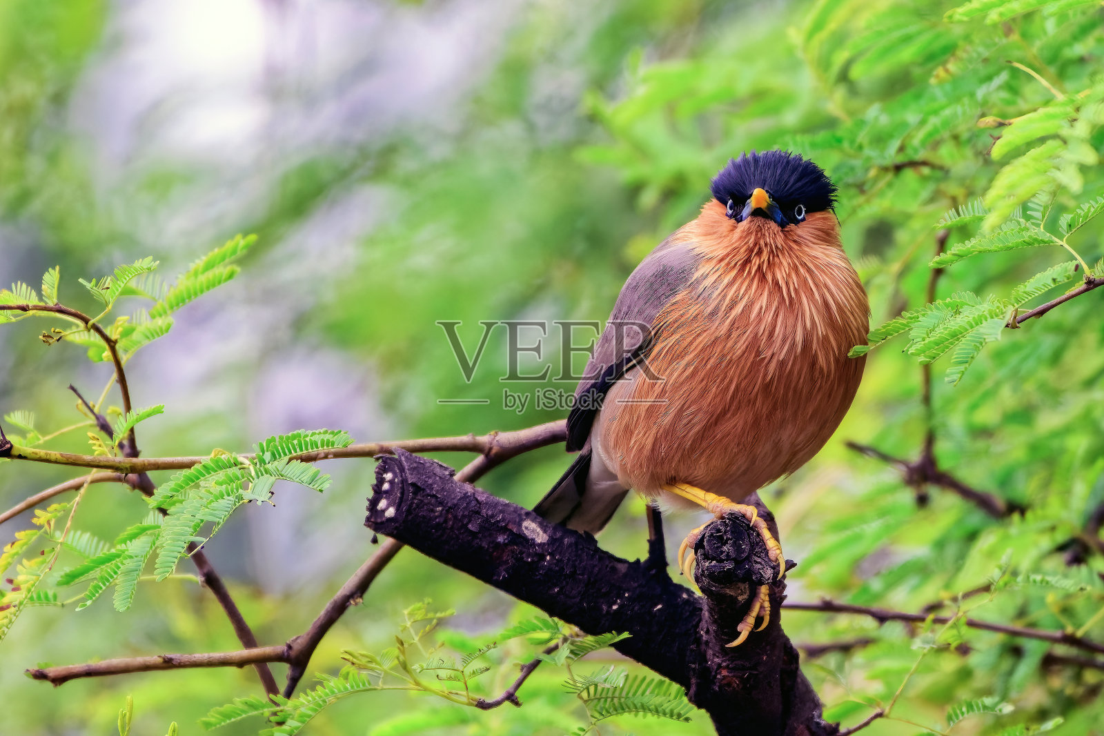 印度拉贾斯坦邦巴拉特普尔，栖息在树枝上的婆罗门椋鸟。照片摄影图片