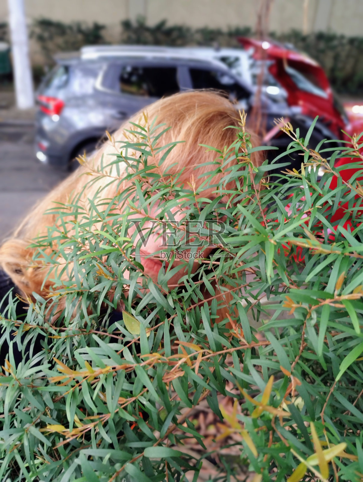 树枝照片摄影图片