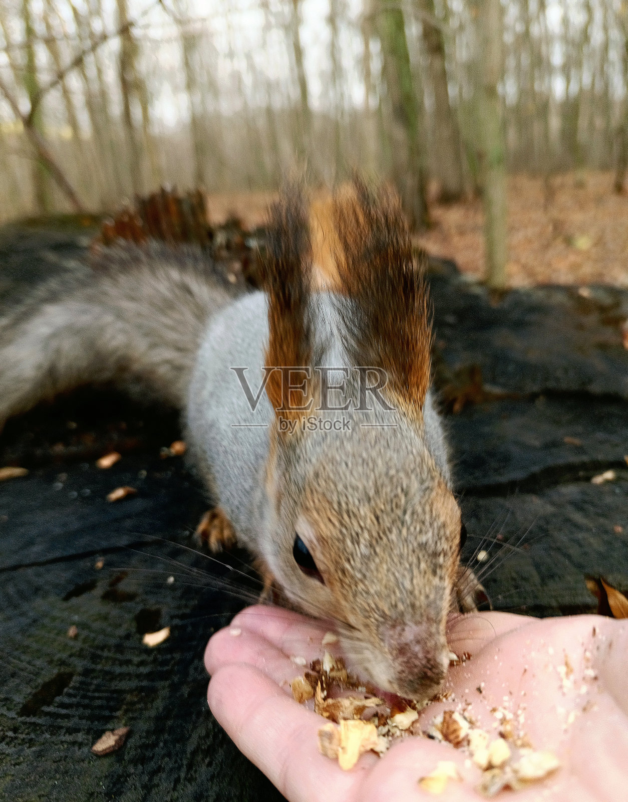 松鼠用手吃坚果的特写镜头照片摄影图片