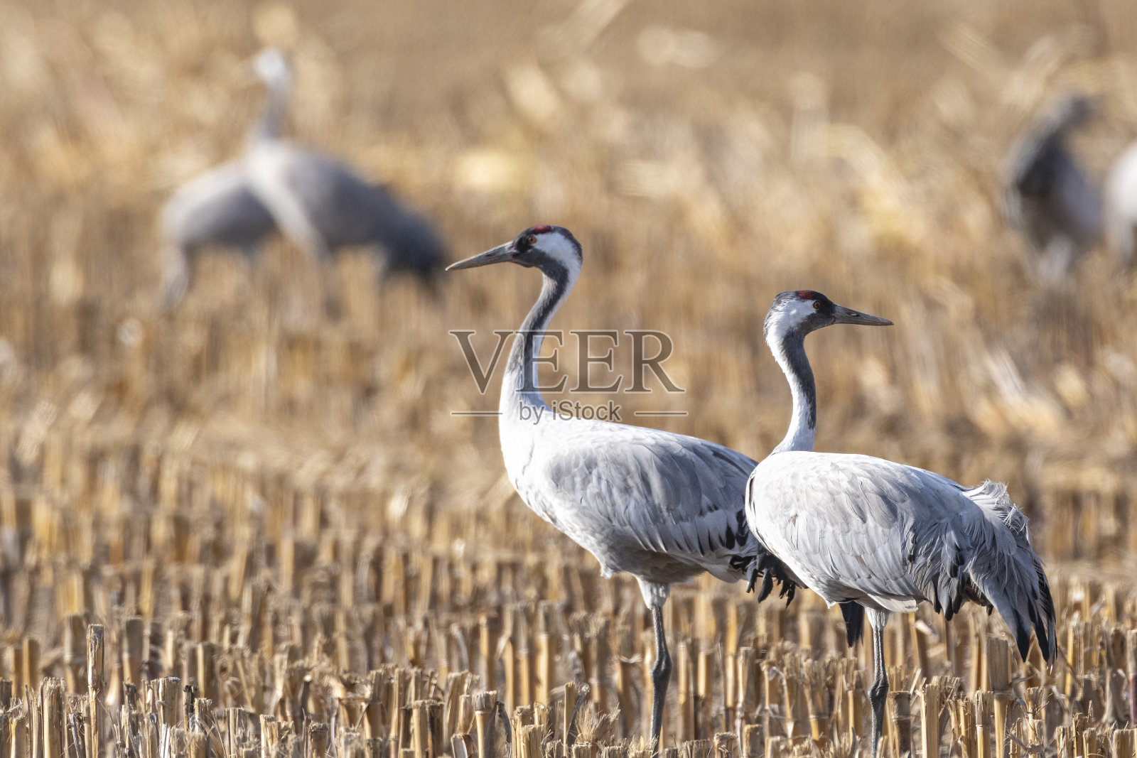 秋季迁徙期间，鹤鸟在田野里休息和觅食照片摄影图片