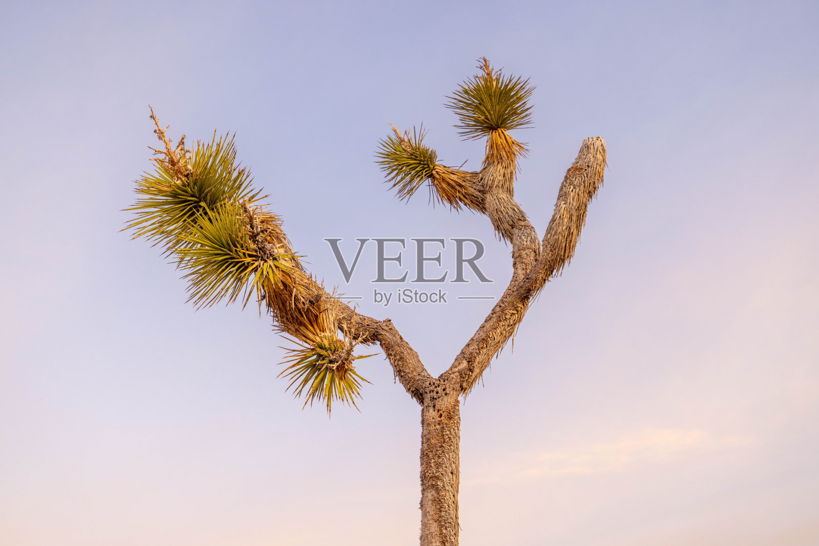 日落宁静:约书亚树的沙漠景观沐浴在宁静的晚霞照片摄影图片