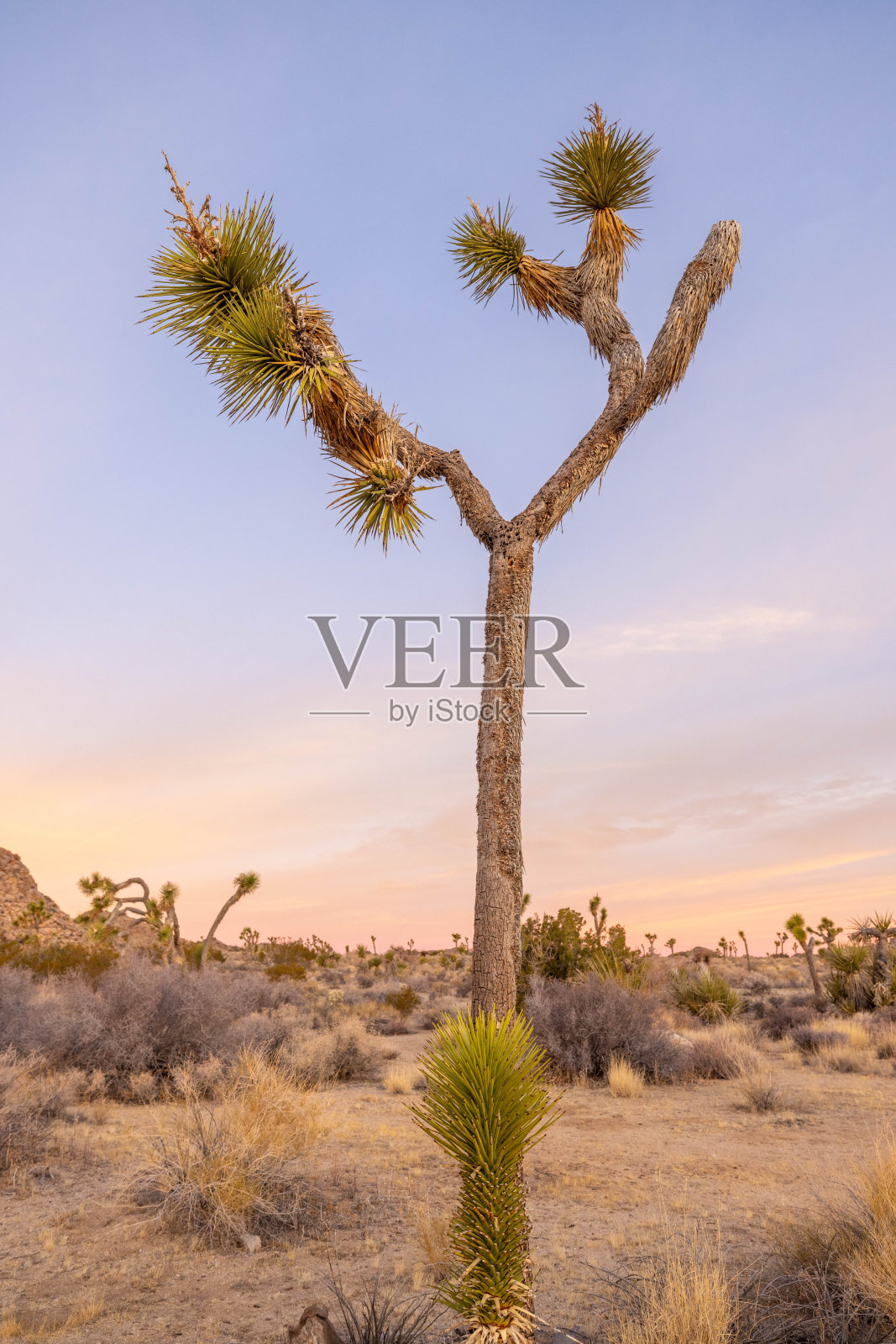 日落宁静:约书亚树的沙漠景观沐浴在宁静的晚霞照片摄影图片