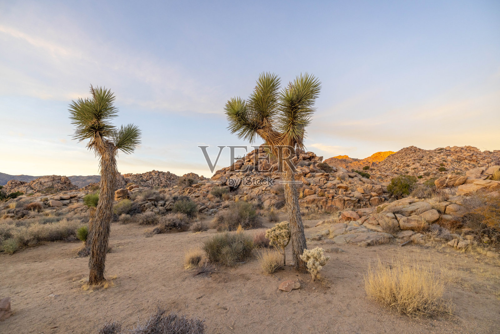 日落宁静:约书亚树的沙漠景观沐浴在宁静的晚霞照片摄影图片
