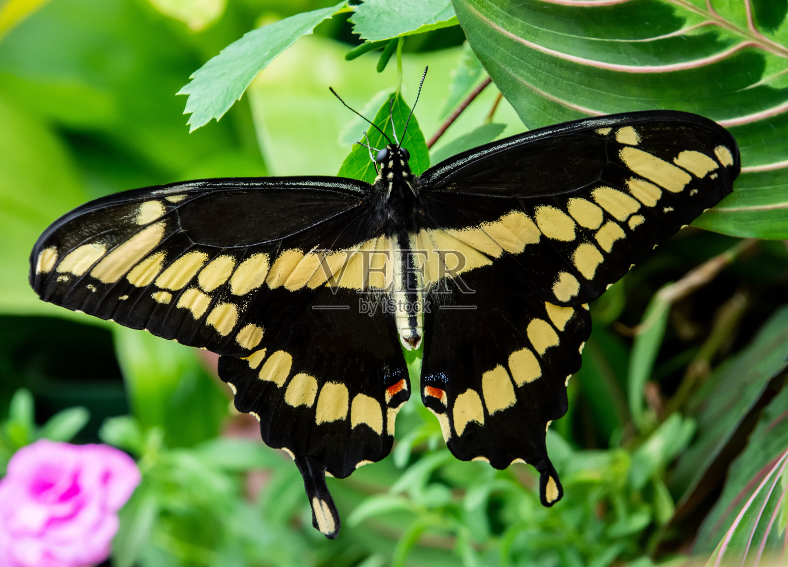 巨大的燕尾蝴蝶在树叶上休息照片摄影图片