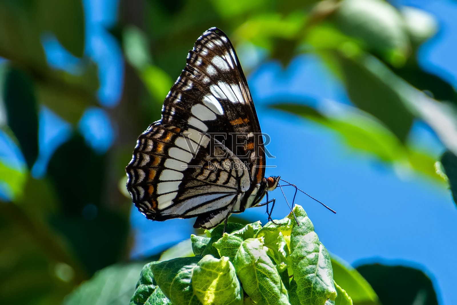 魏德迈耶的蝴蝶上将照片摄影图片