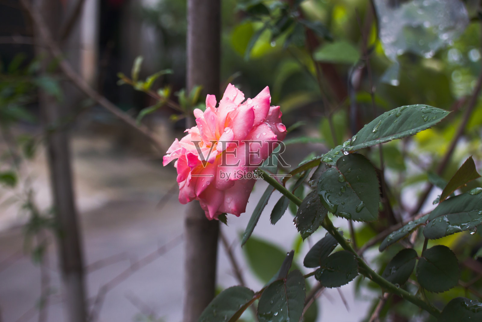 情人节送玫瑰照片摄影图片