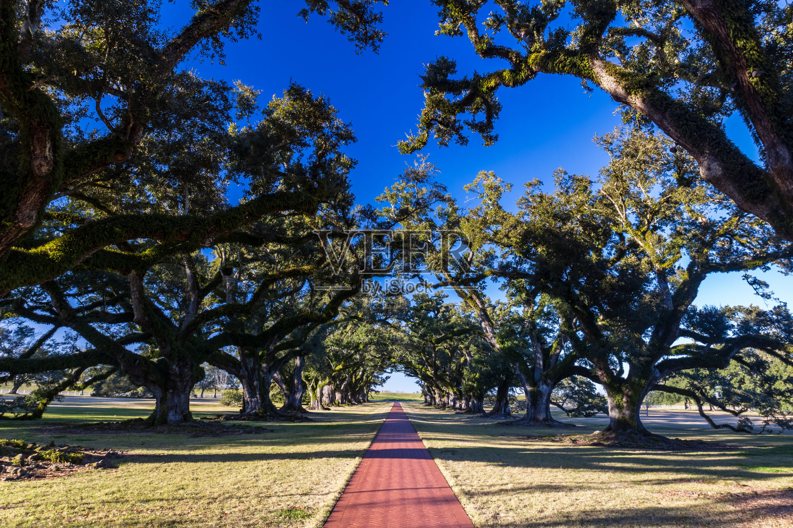 晚上在橡树巷种植园照片摄影图片