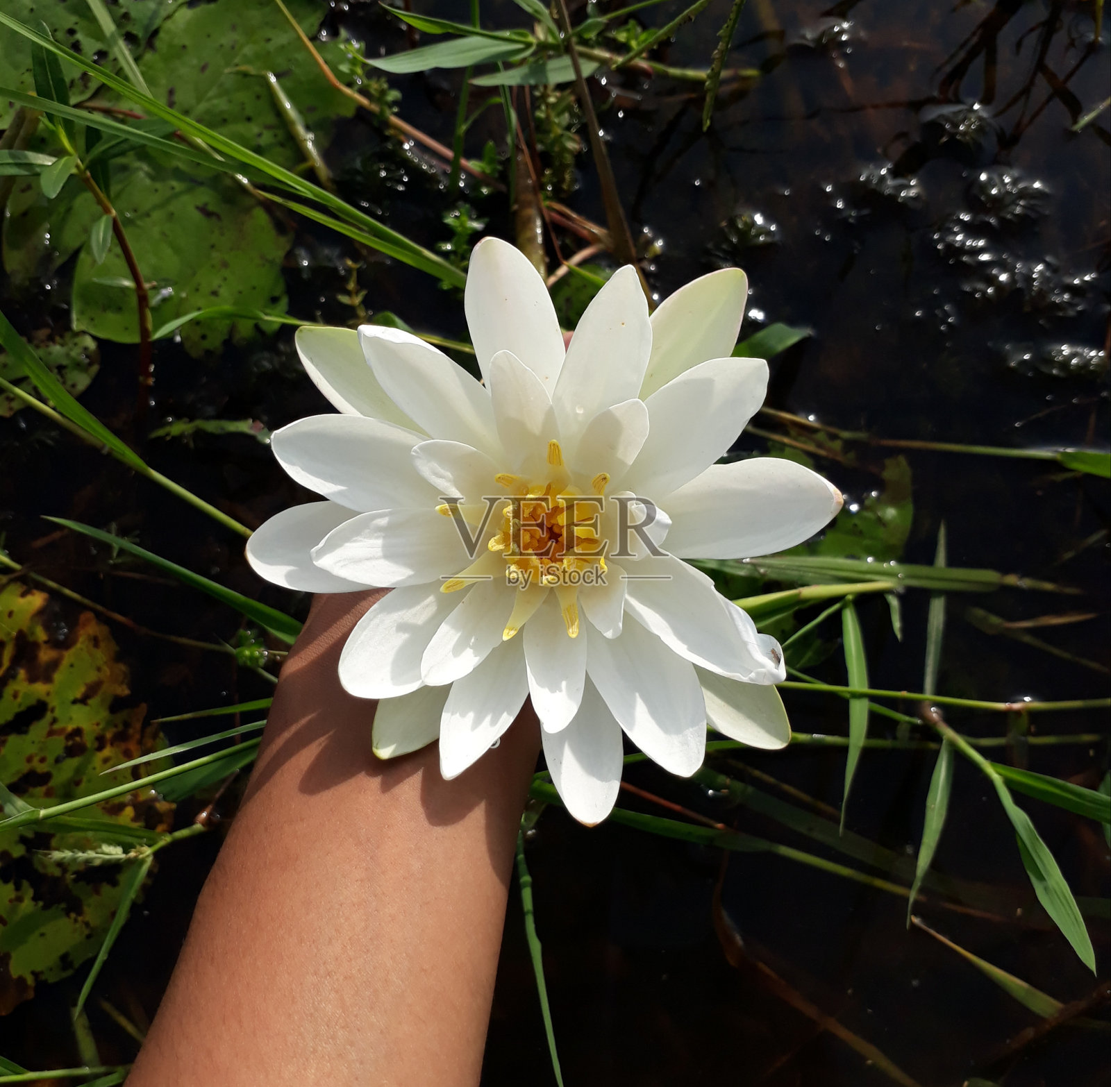 睡莲照片摄影图片