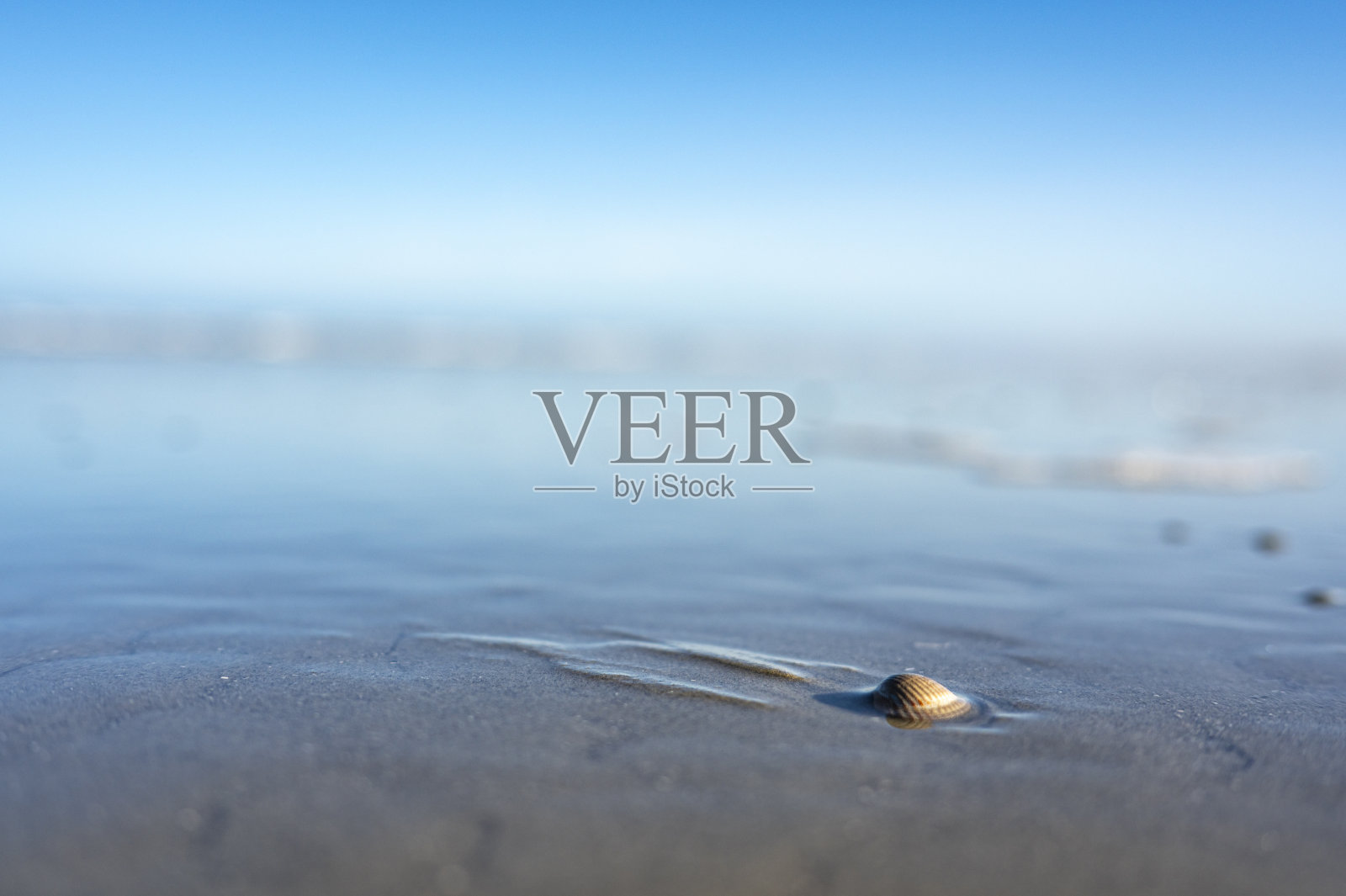 贝壳在空旷的海滩上，景深有限照片摄影图片