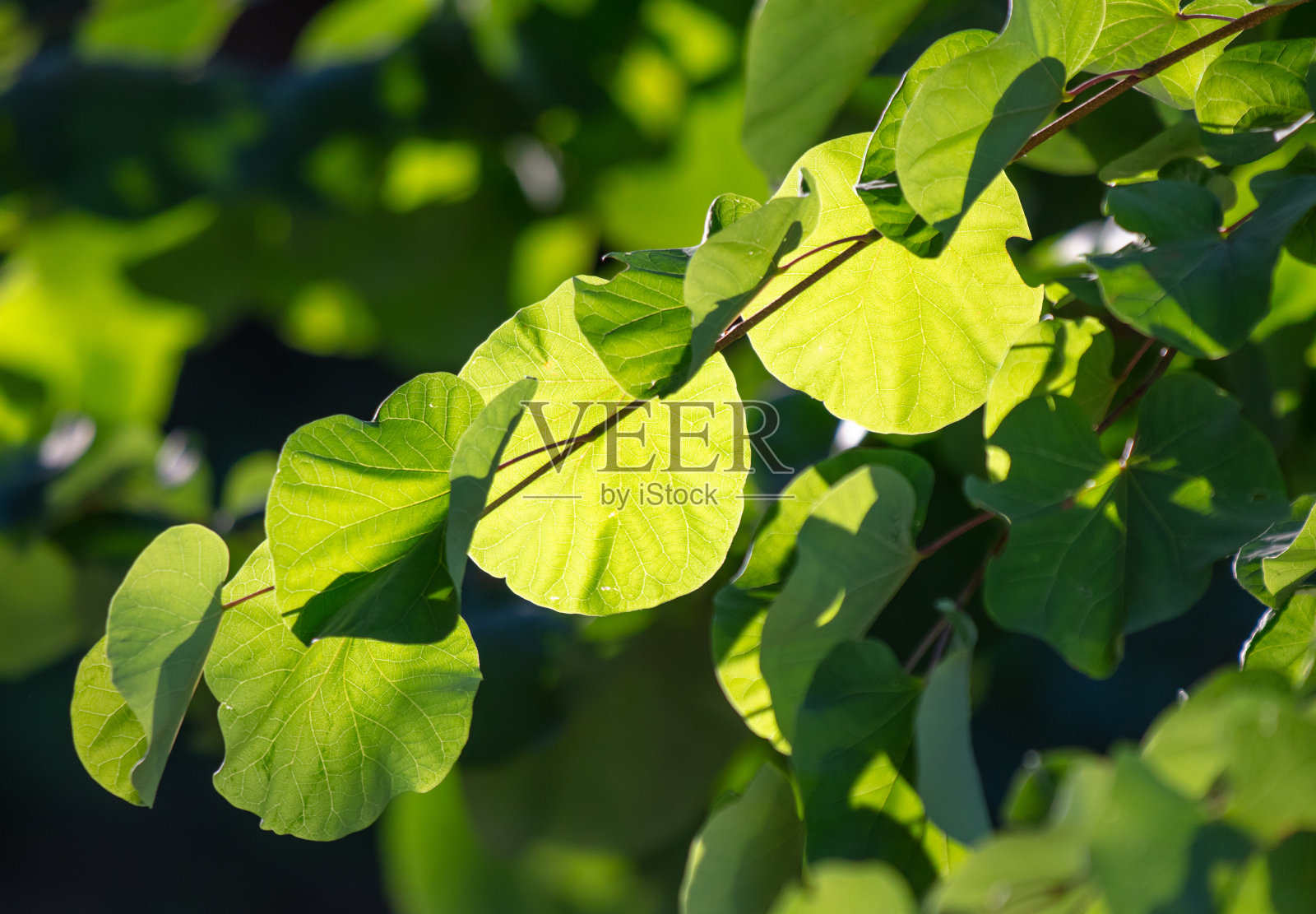 夏天树枝上的绿叶照片摄影图片