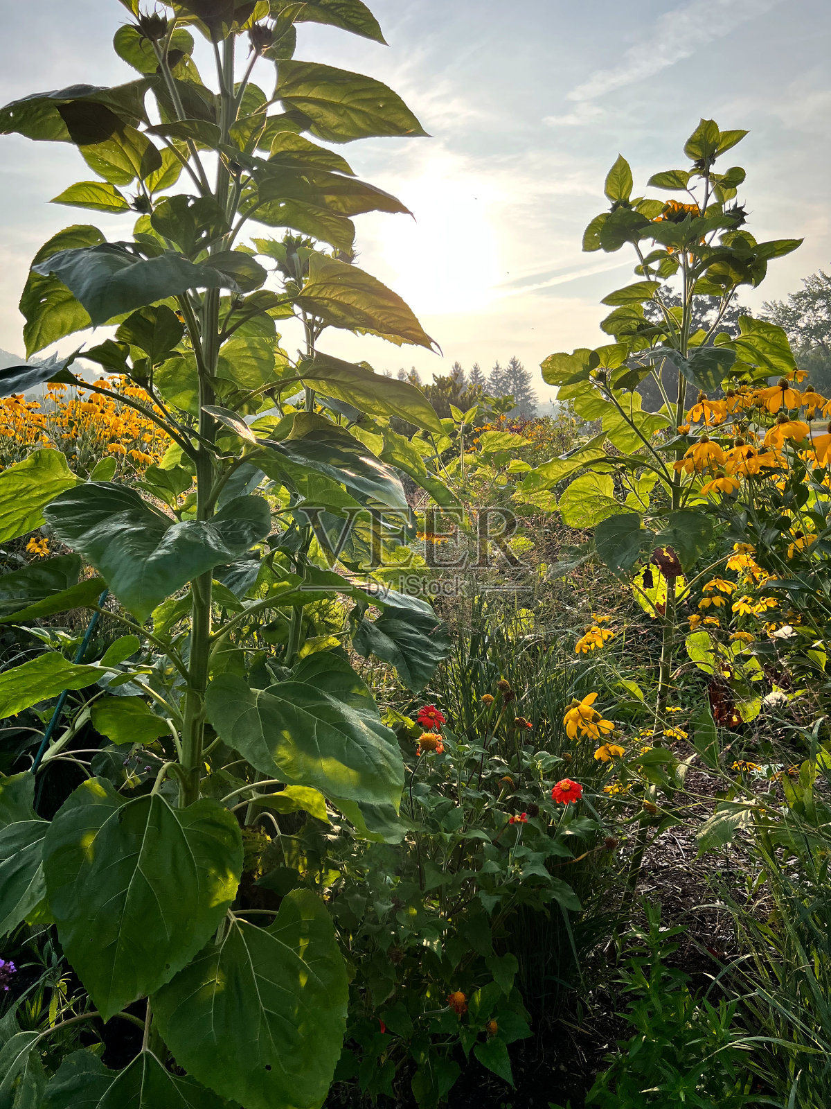 日出时草地上的向日葵照片摄影图片