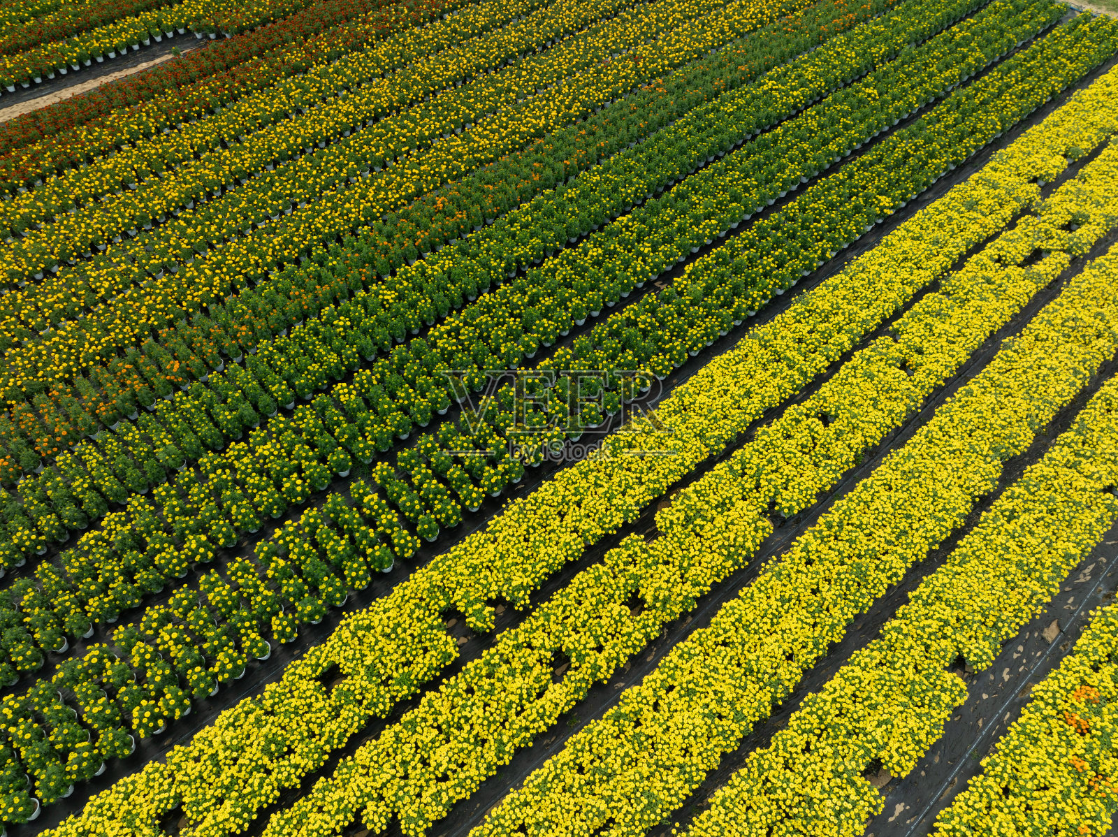 春节送花照片摄影图片