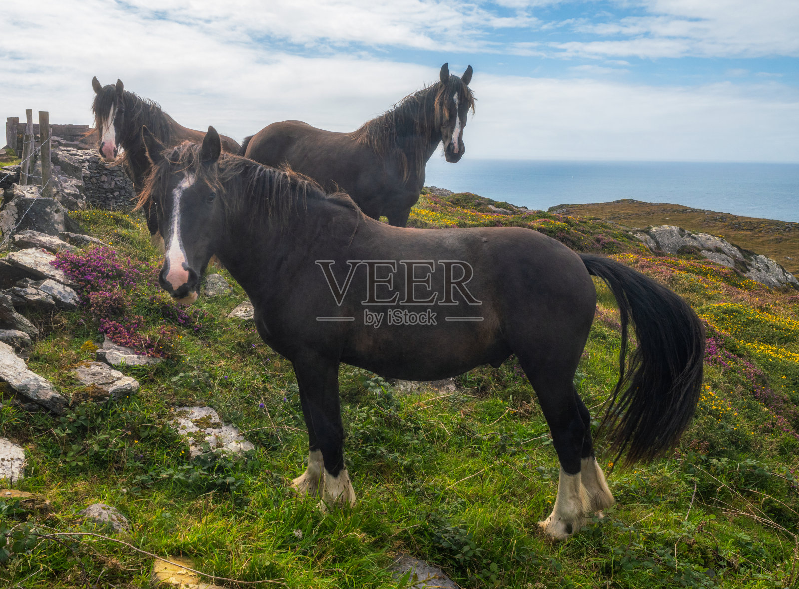 爱尔兰巴尔的摩附近科克郡的马照片摄影图片