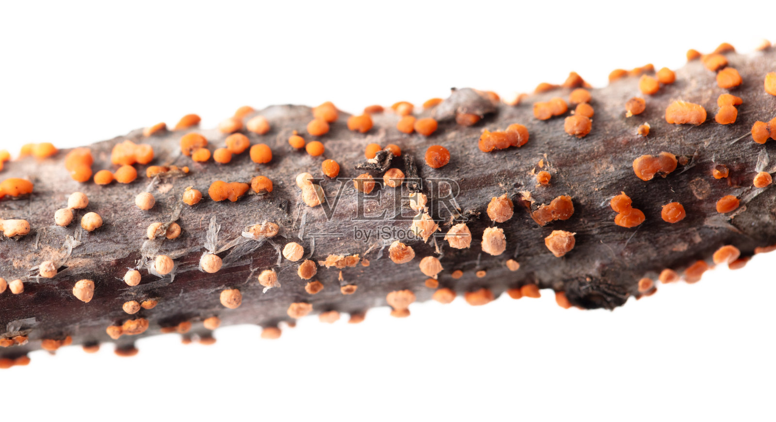 在白底隔离的树枝上的疾病照片摄影图片