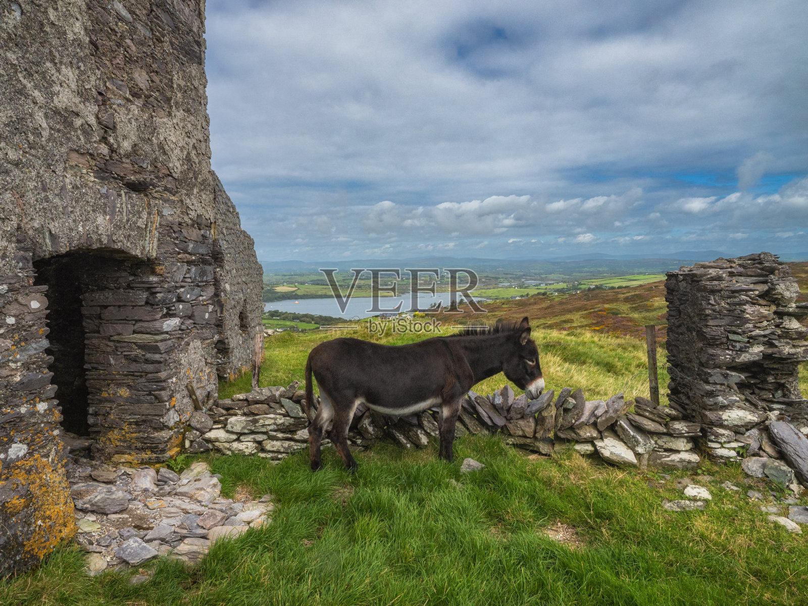 爱尔兰巴尔的摩的驴子和老塔照片摄影图片