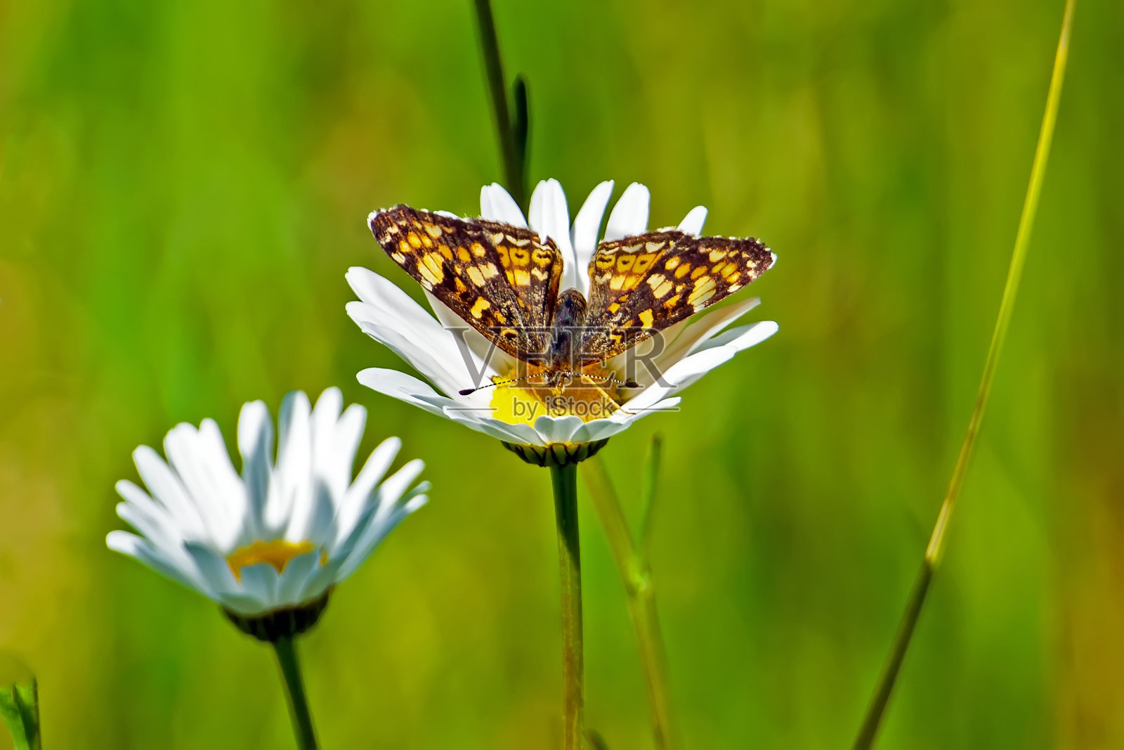 月牙蝴蝶在牛眼雏菊上照片摄影图片