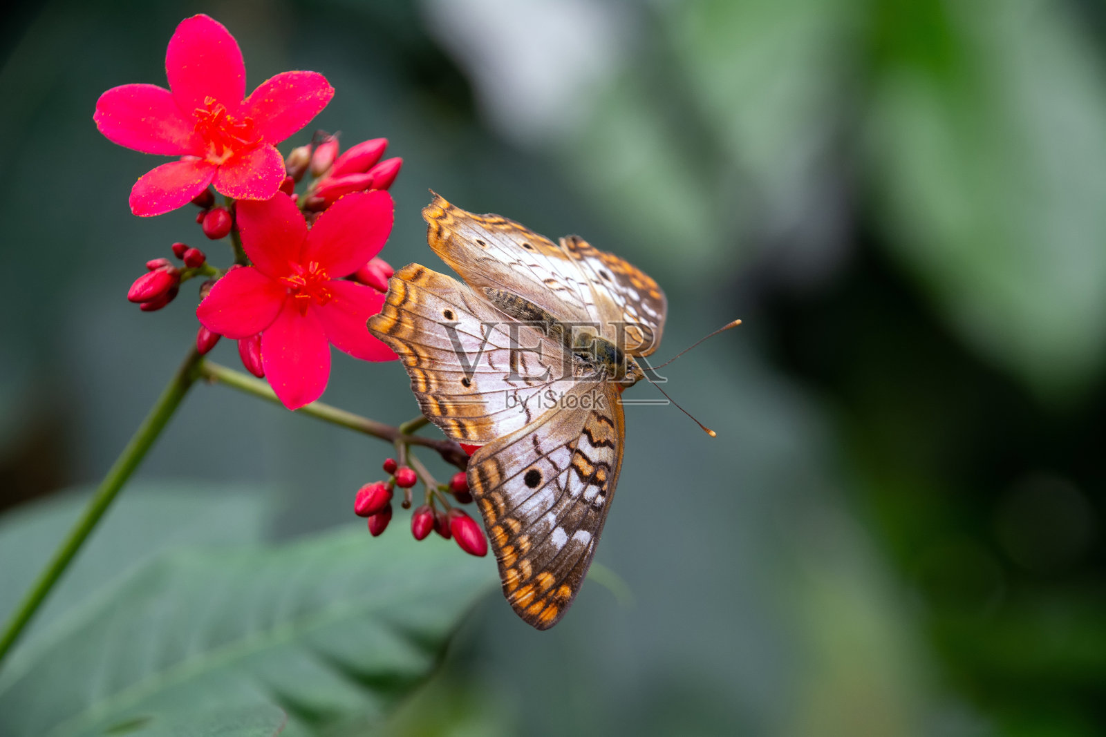 白孔雀蝴蝶照片摄影图片
