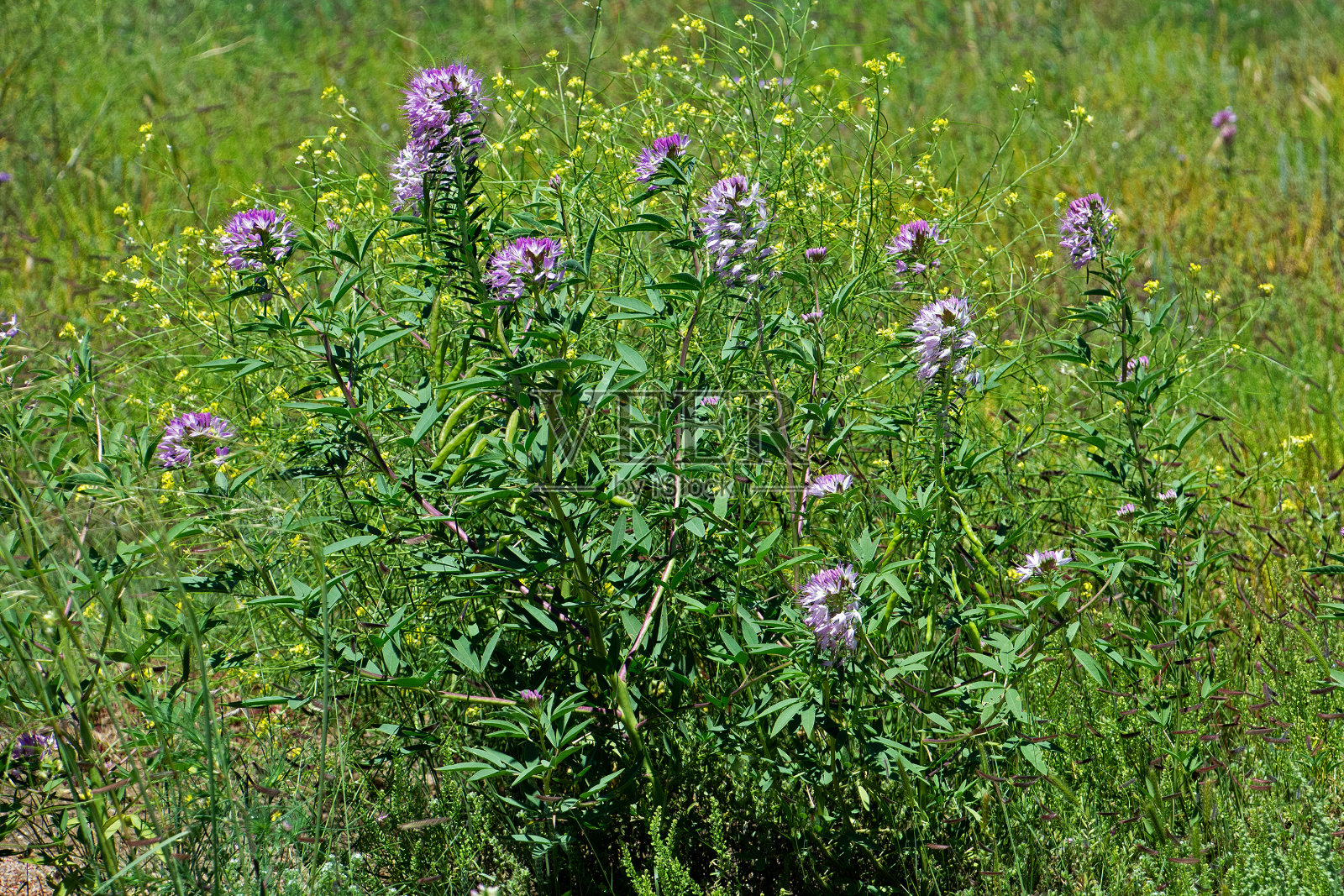 落基山甜菜照片摄影图片
