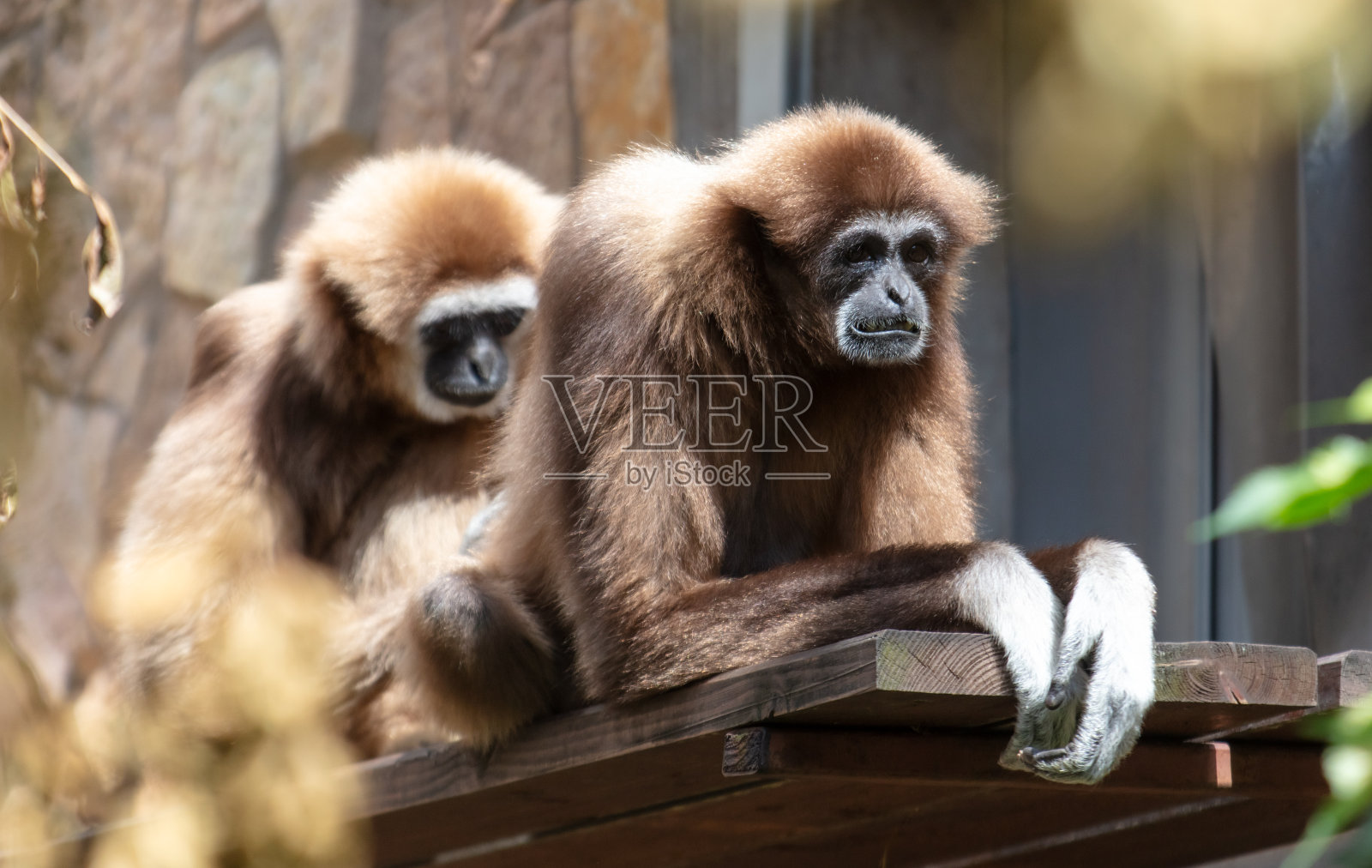 动物园里的两只猴子照片摄影图片