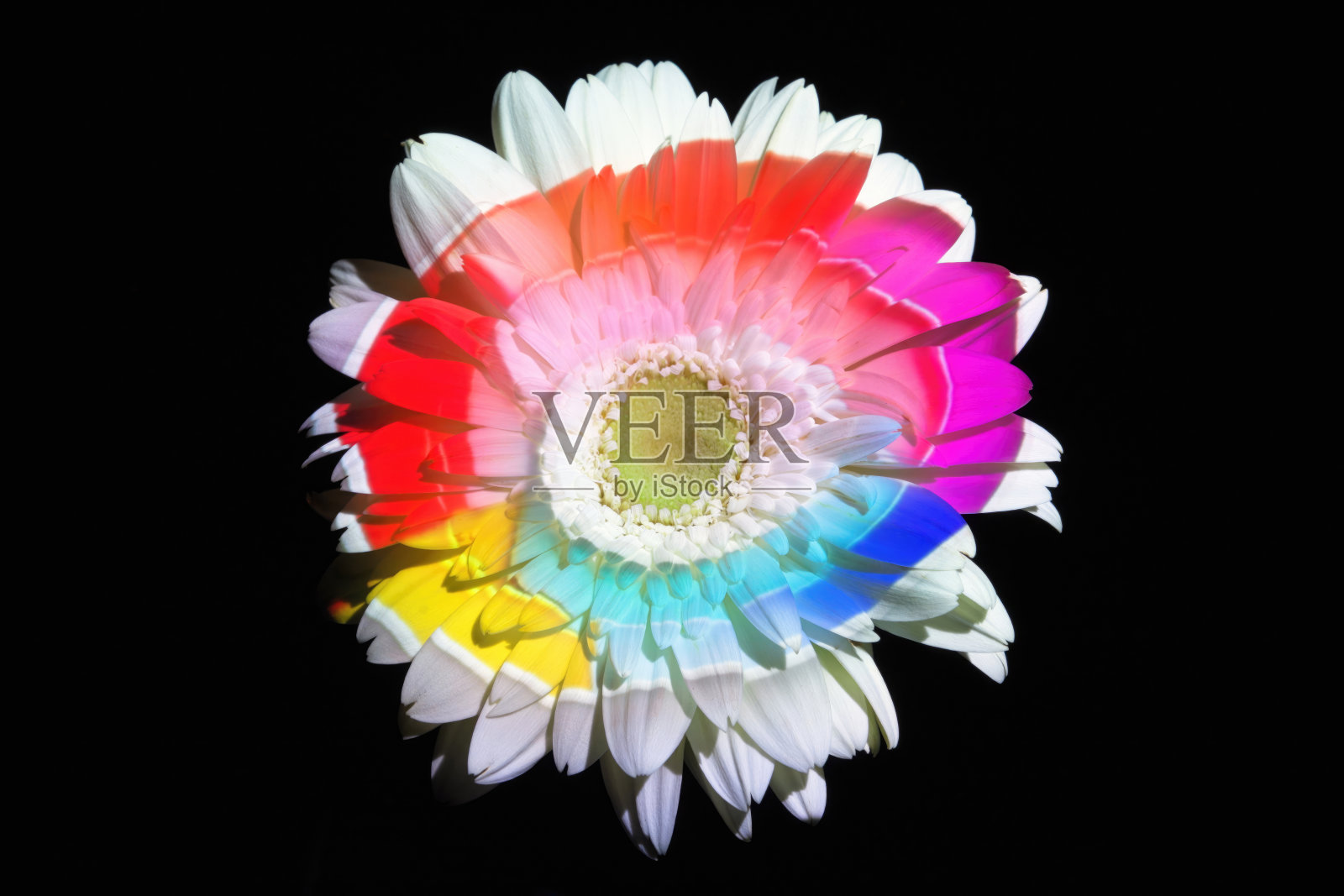 非洲菊上的抽象彩灯照片摄影图片