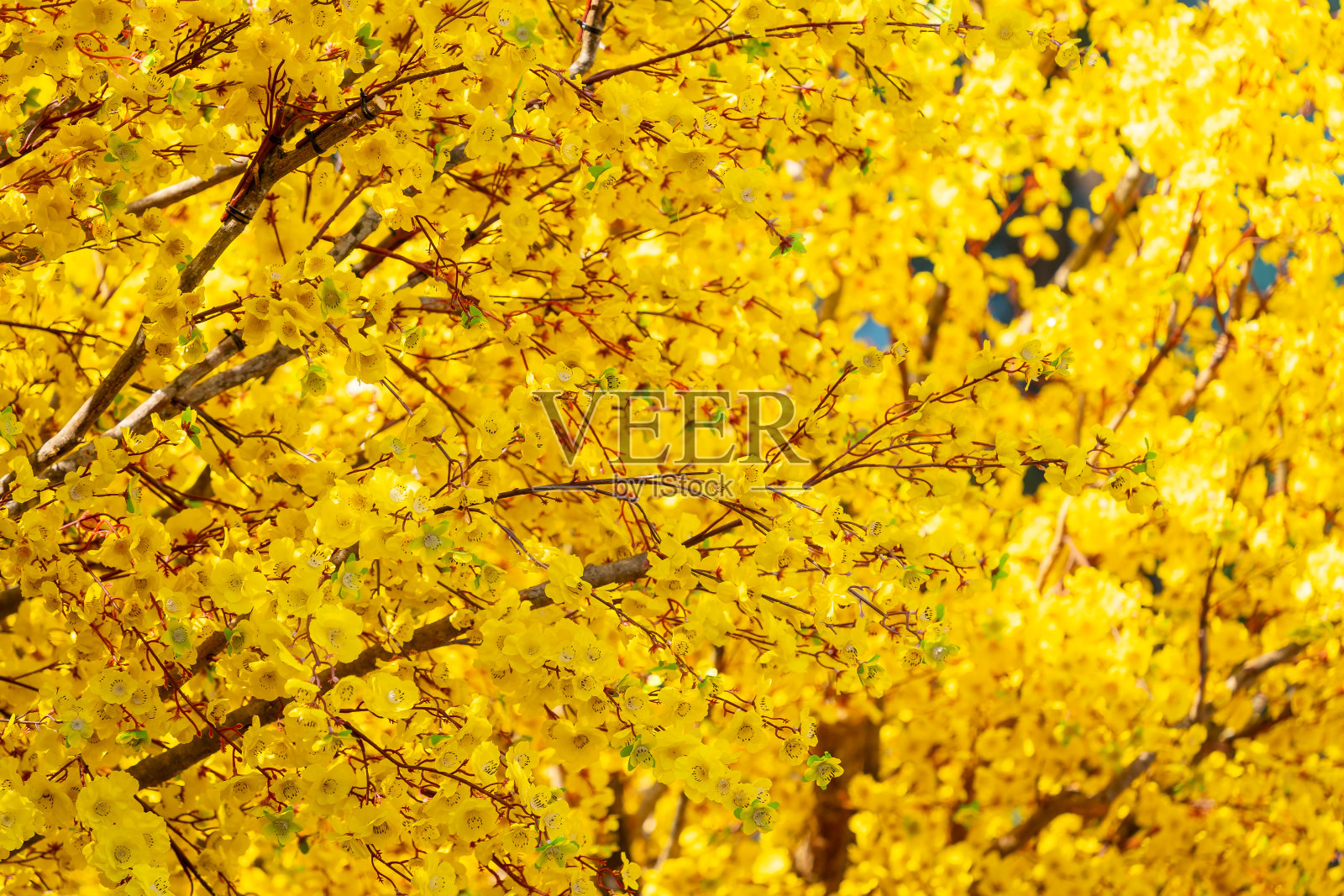 印着压岁钱的荷花树。越南春节的传统文化。照片中的文字意味着新年快乐，平平安安。照片摄影图片