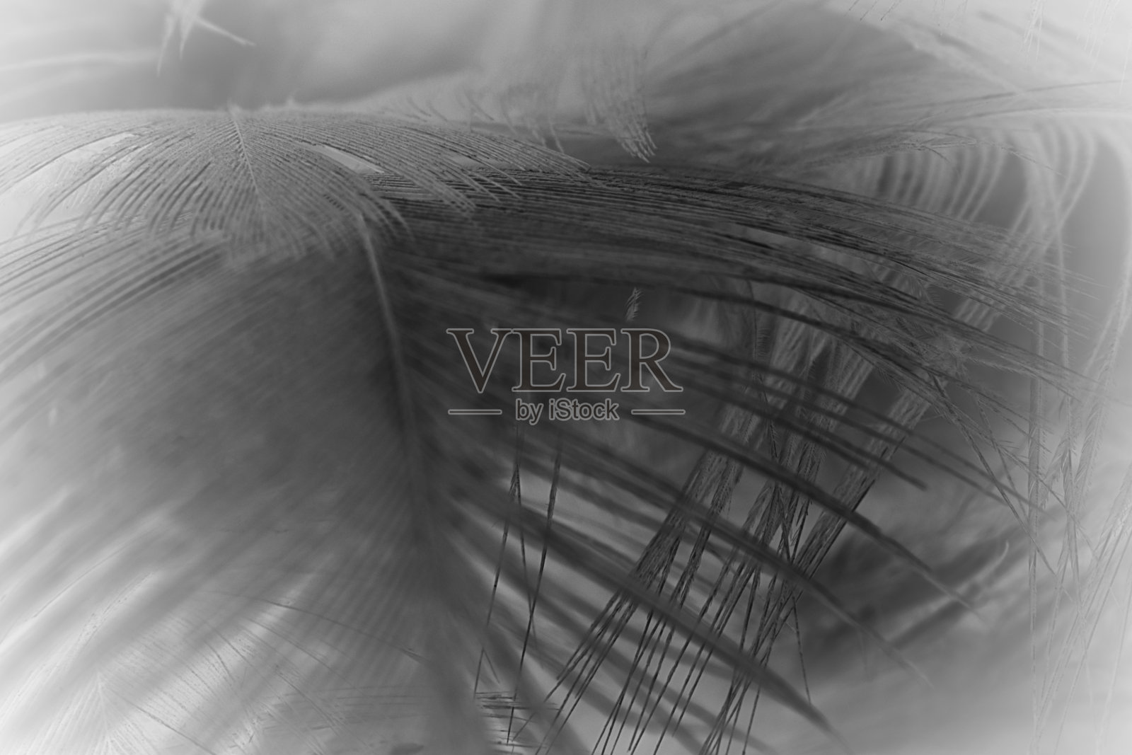 羽毛羊毛深黑色与浅抽象的背景照片摄影图片