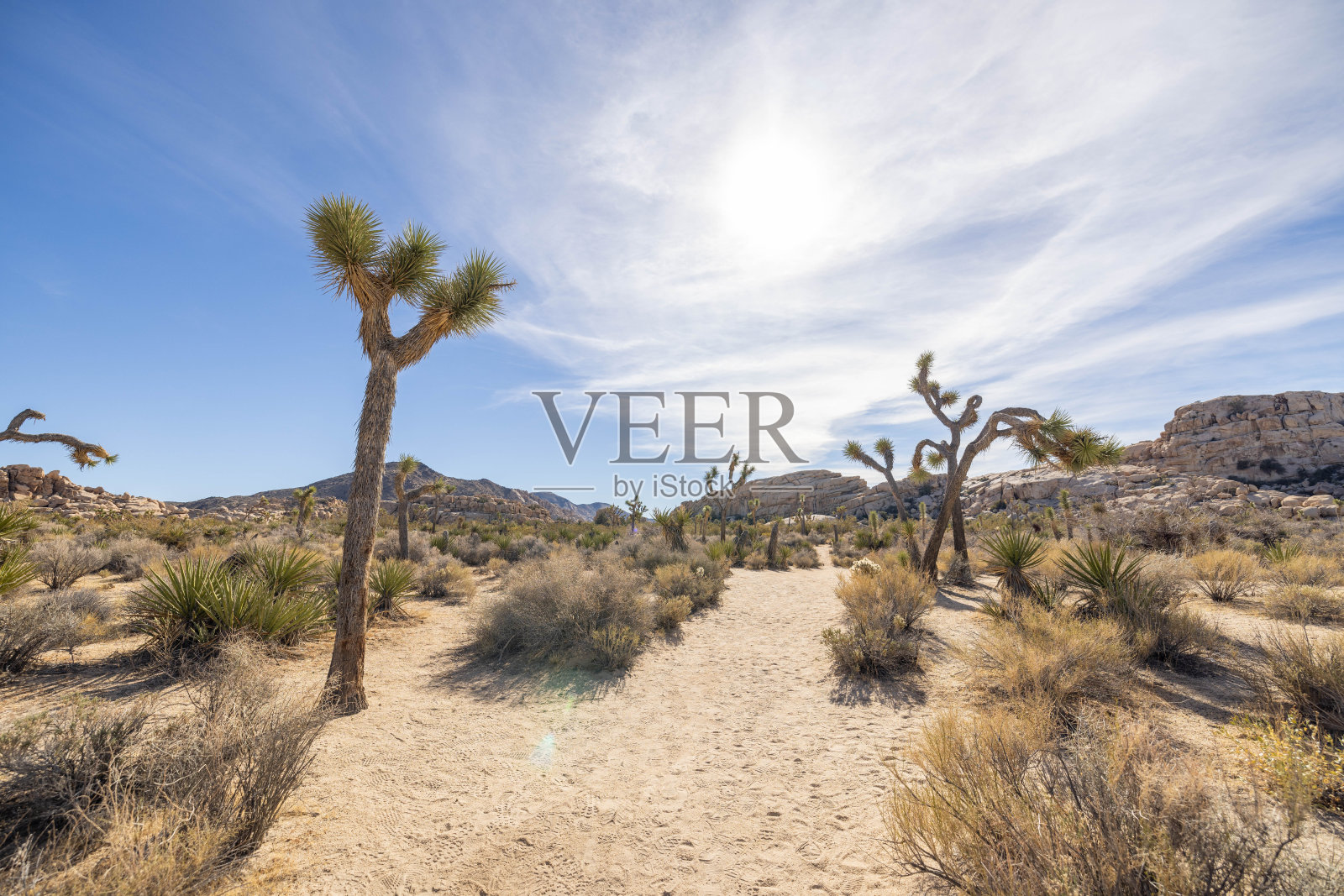 日光之舞:约书亚树在沙漠的寂静拥抱照片摄影图片